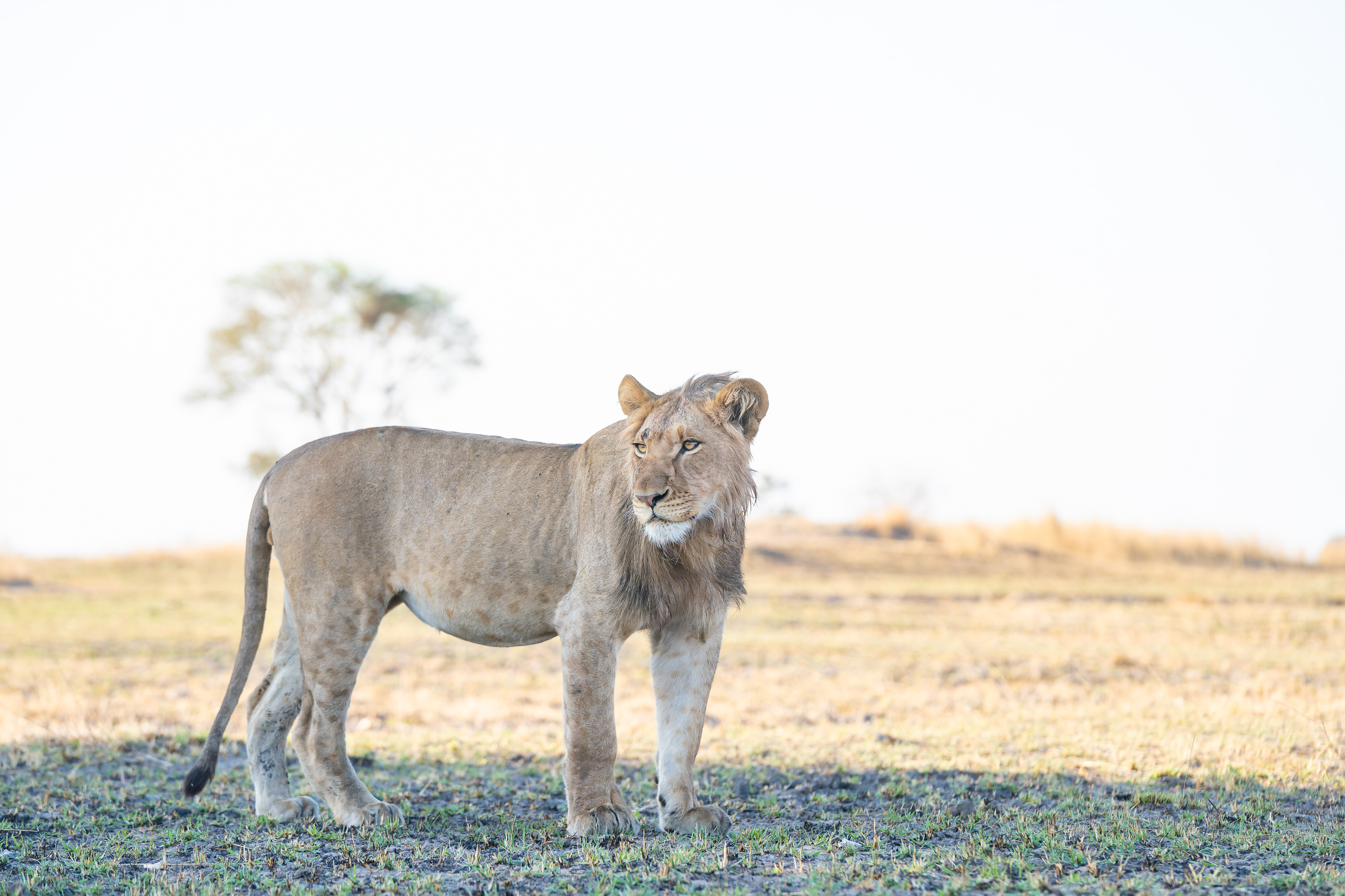 Adolescent Male Lion in Busanga