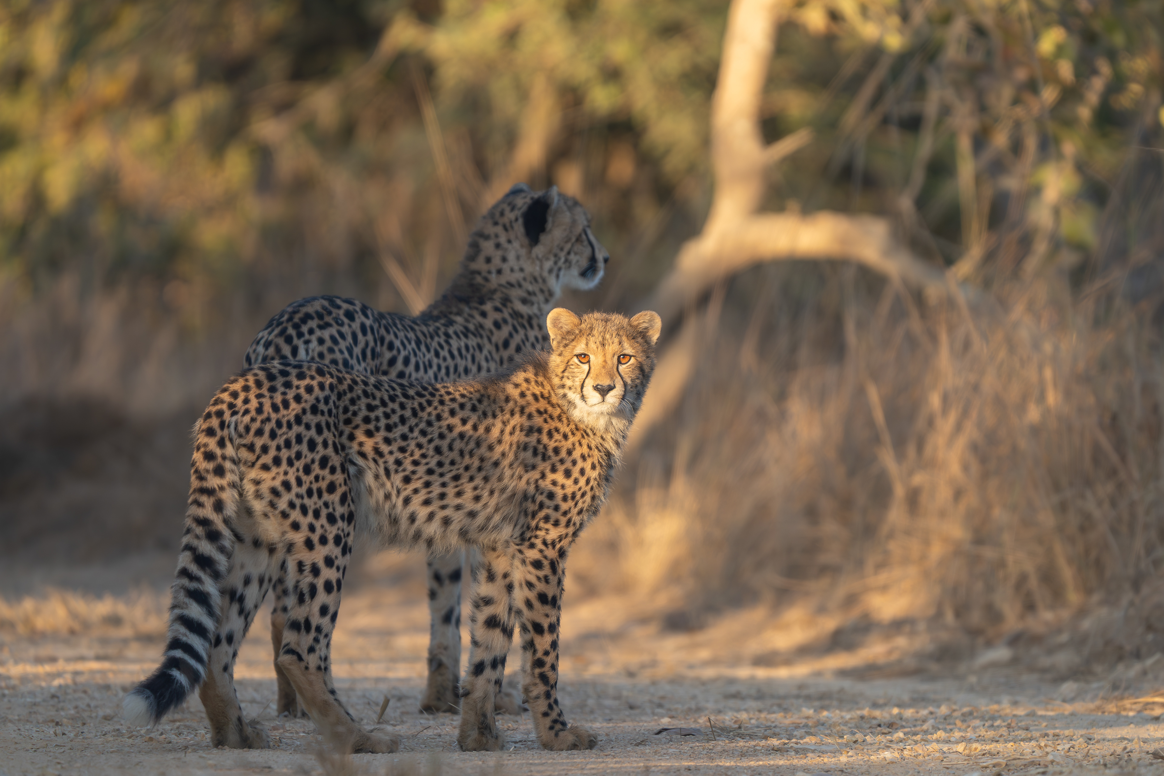 Mother and Cub