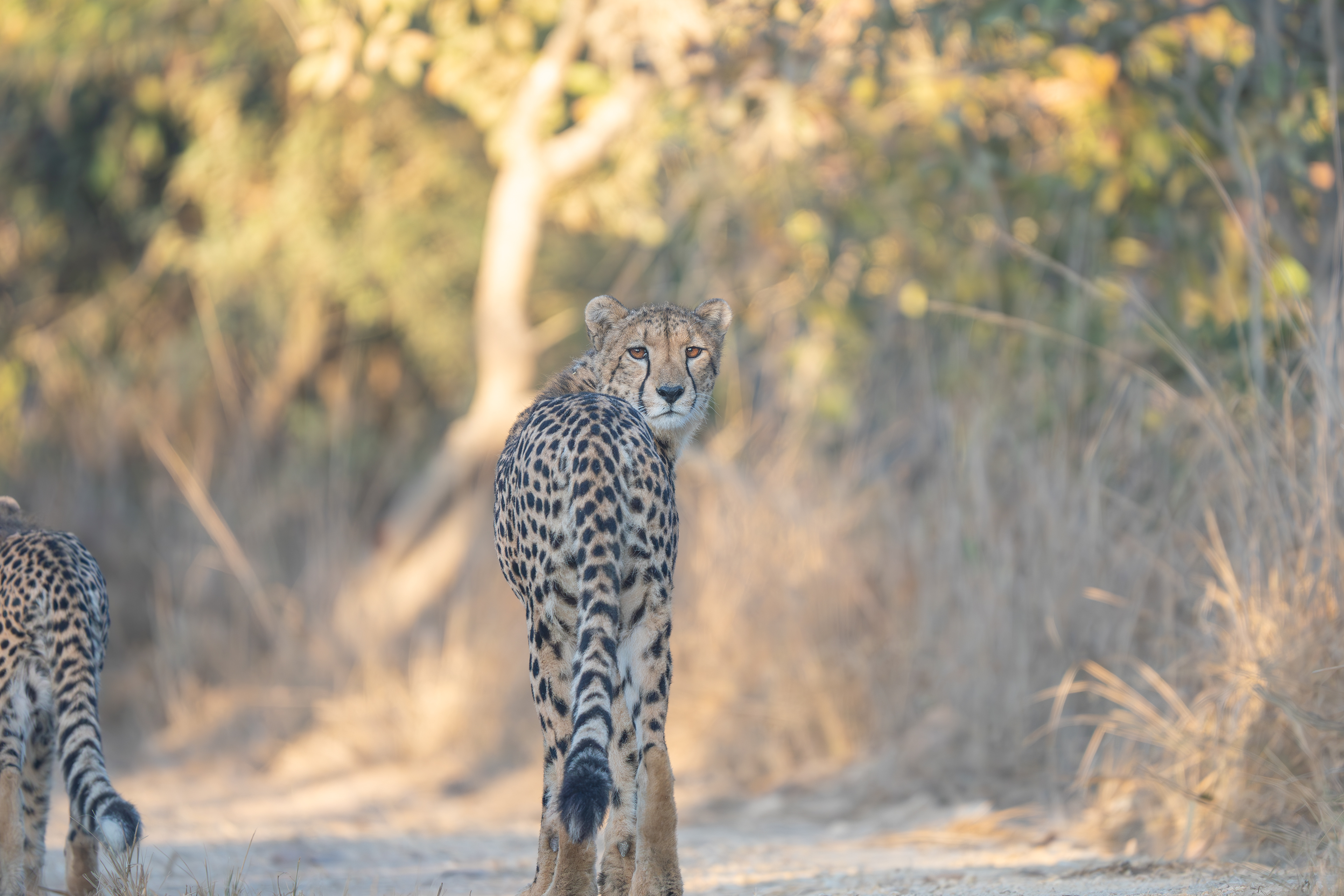 Mum's Watchful Eye