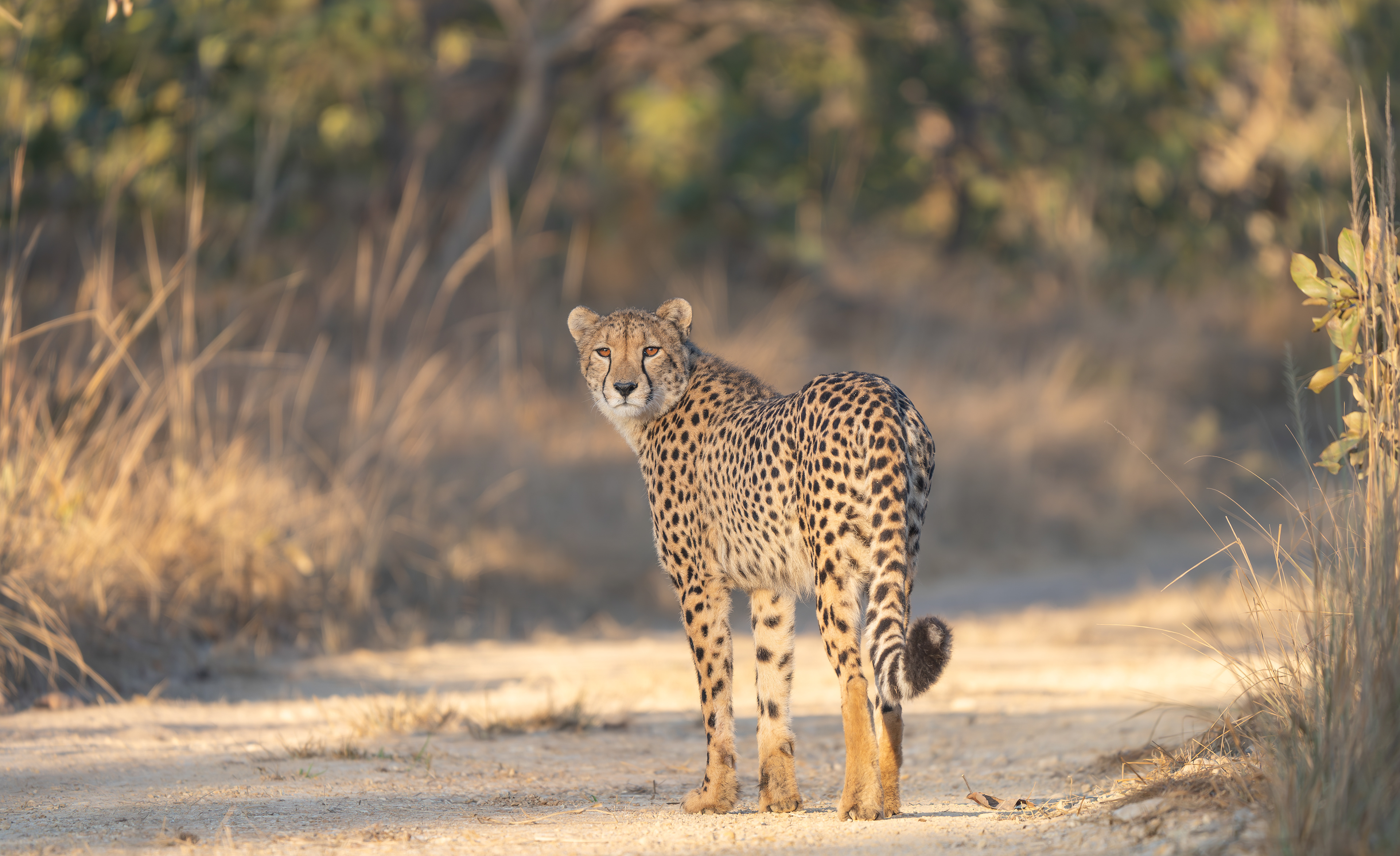A Stunning Cheetah Mum in Mushingashi