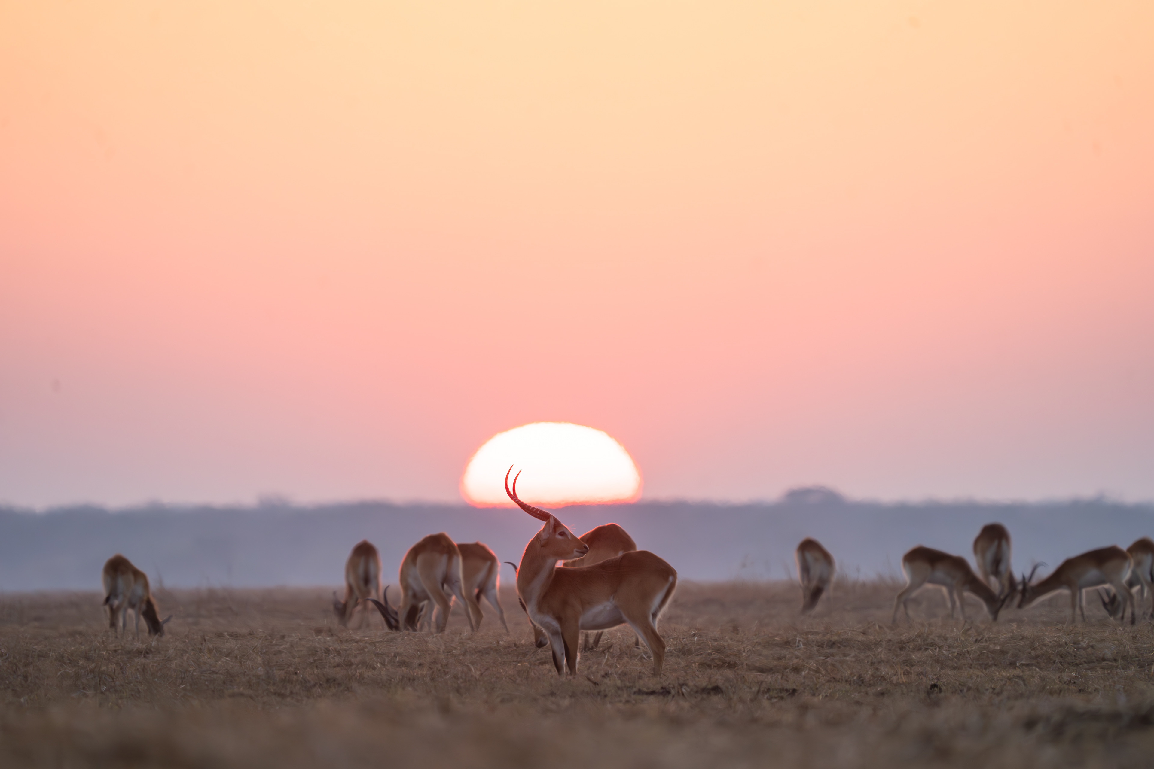 Sunrise with Busanga's Red Lechwe