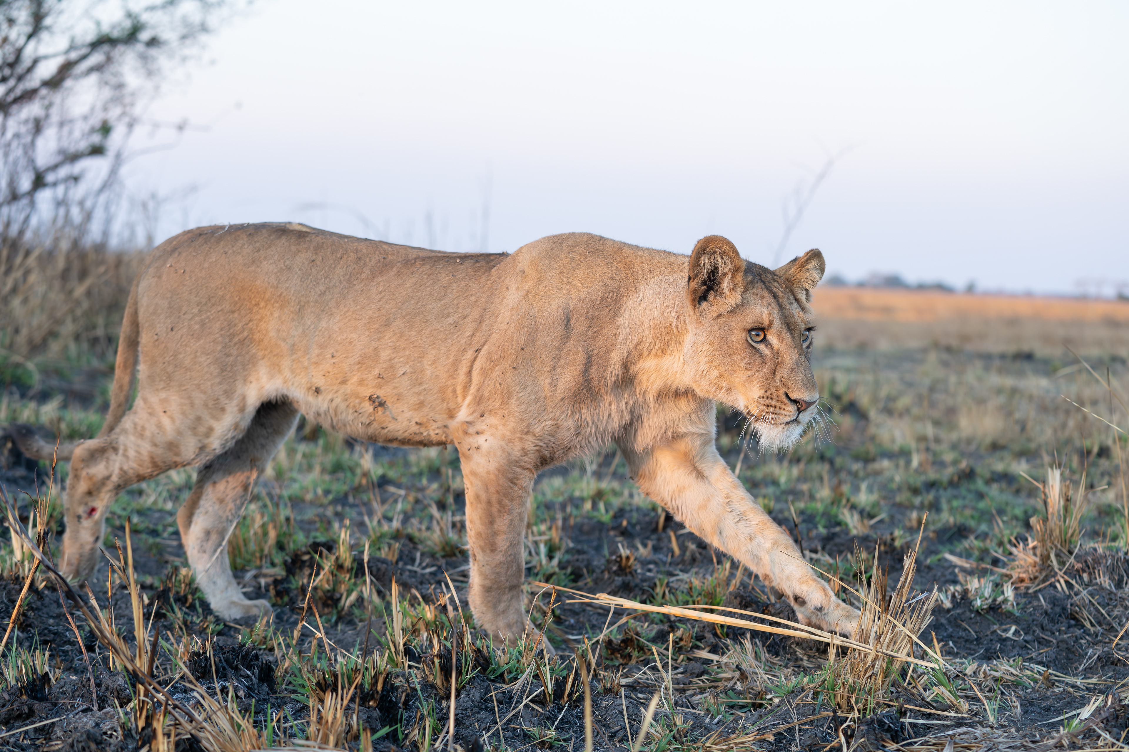 An Adolescent Lioness in Busanga