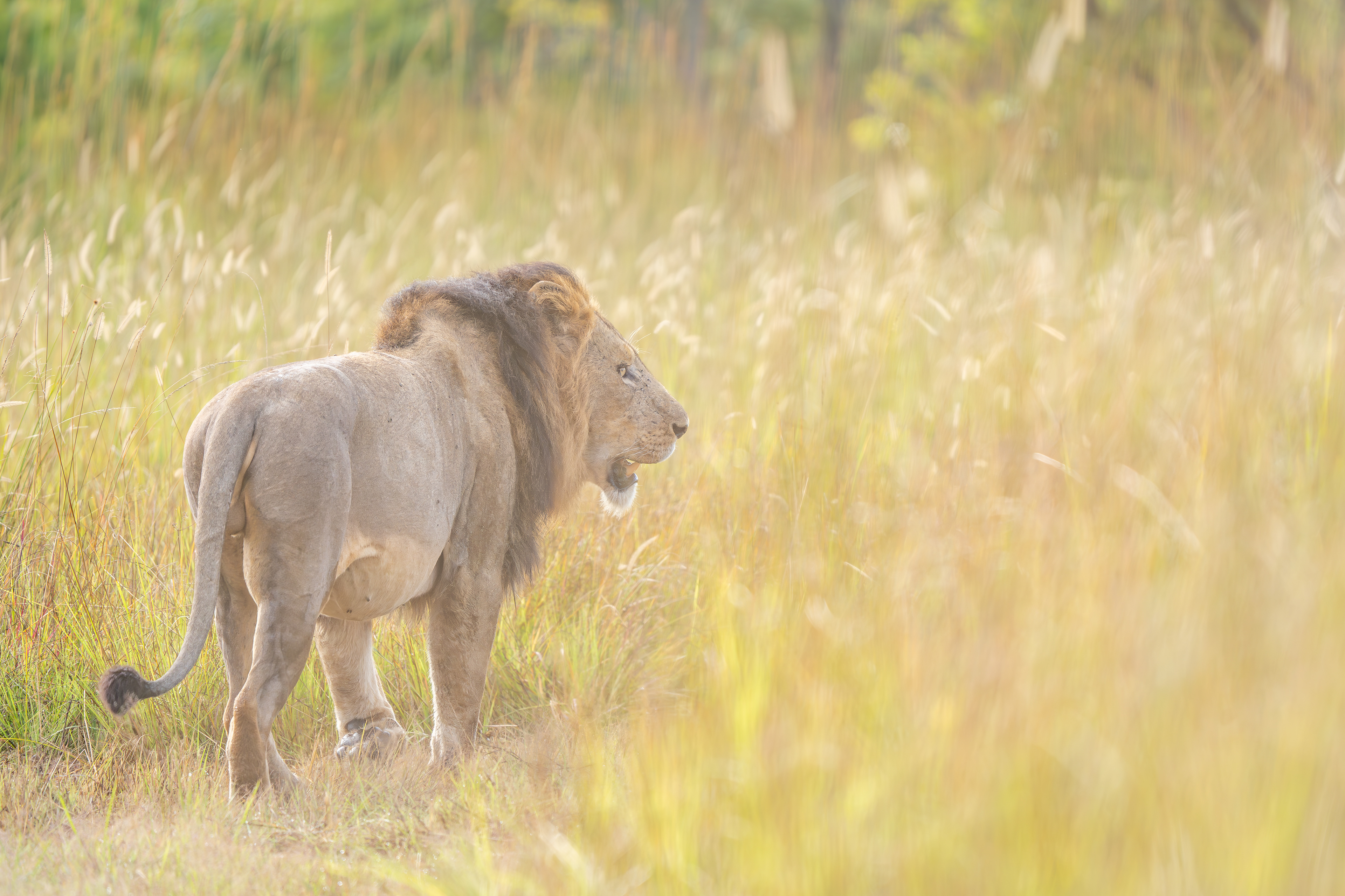 Morning Patrol