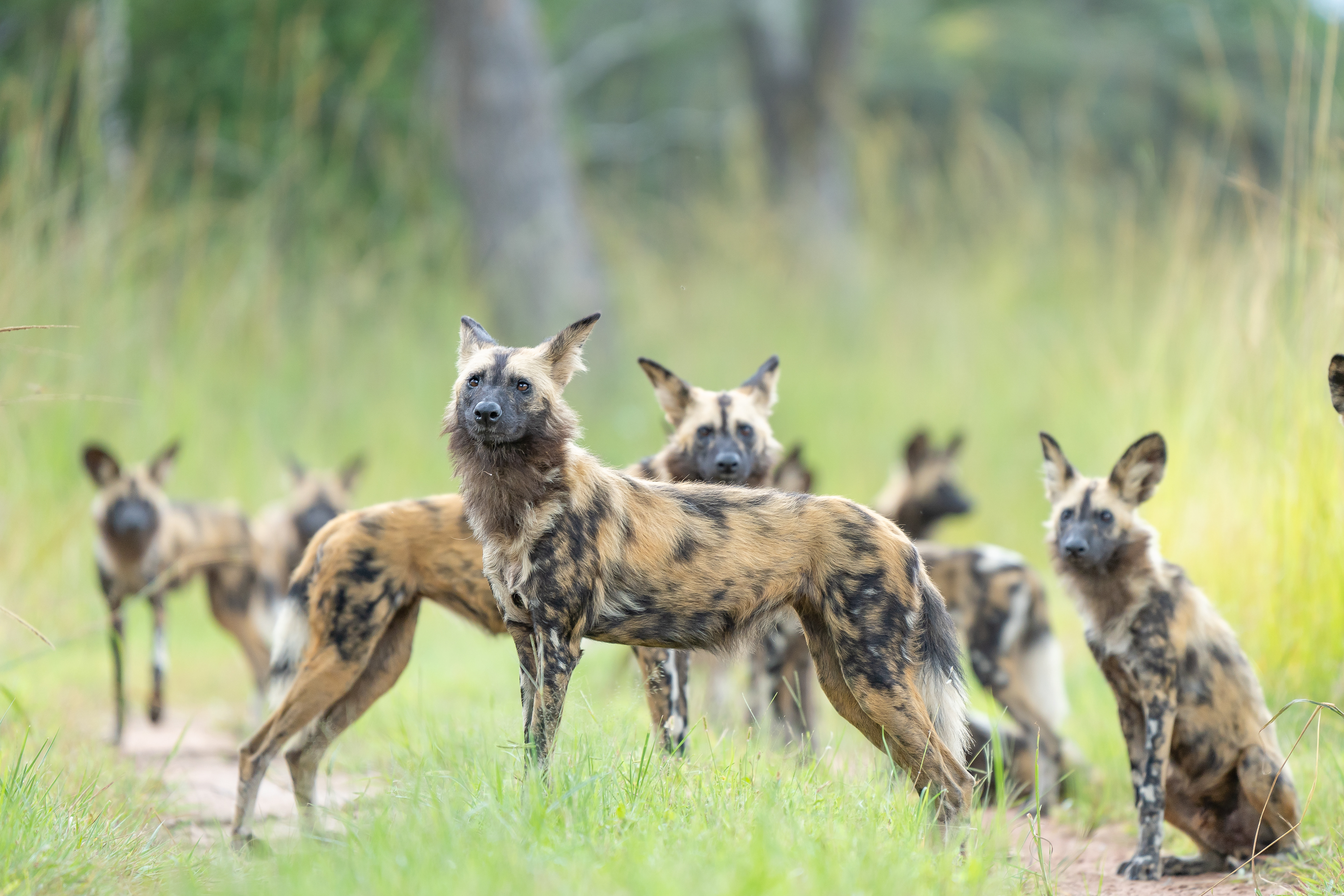 Happiest Wild Dog I've Seen