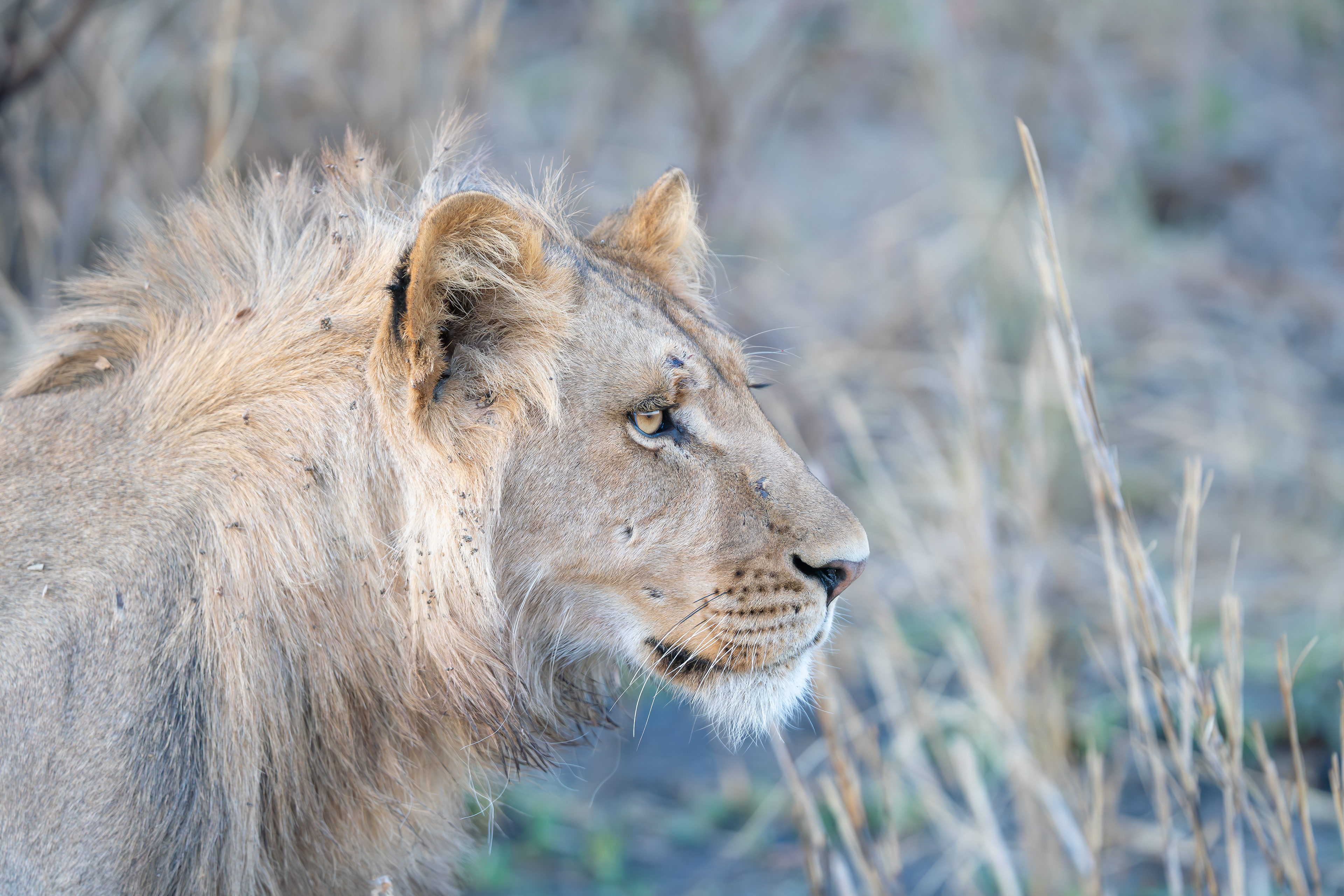Busanga's Latest Adolescent Male