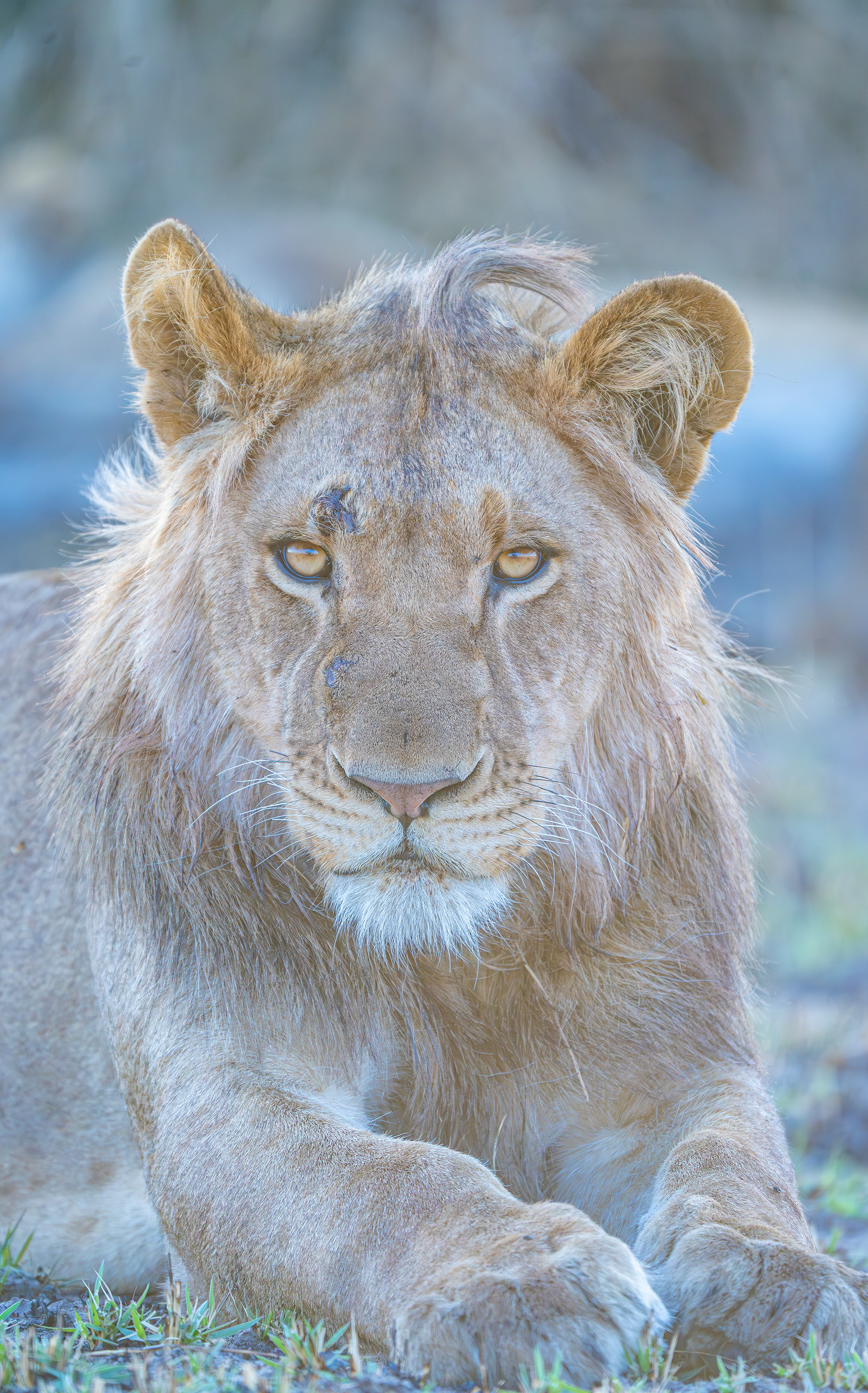 Full Attention from an Adolescent Male Lion in Busanga