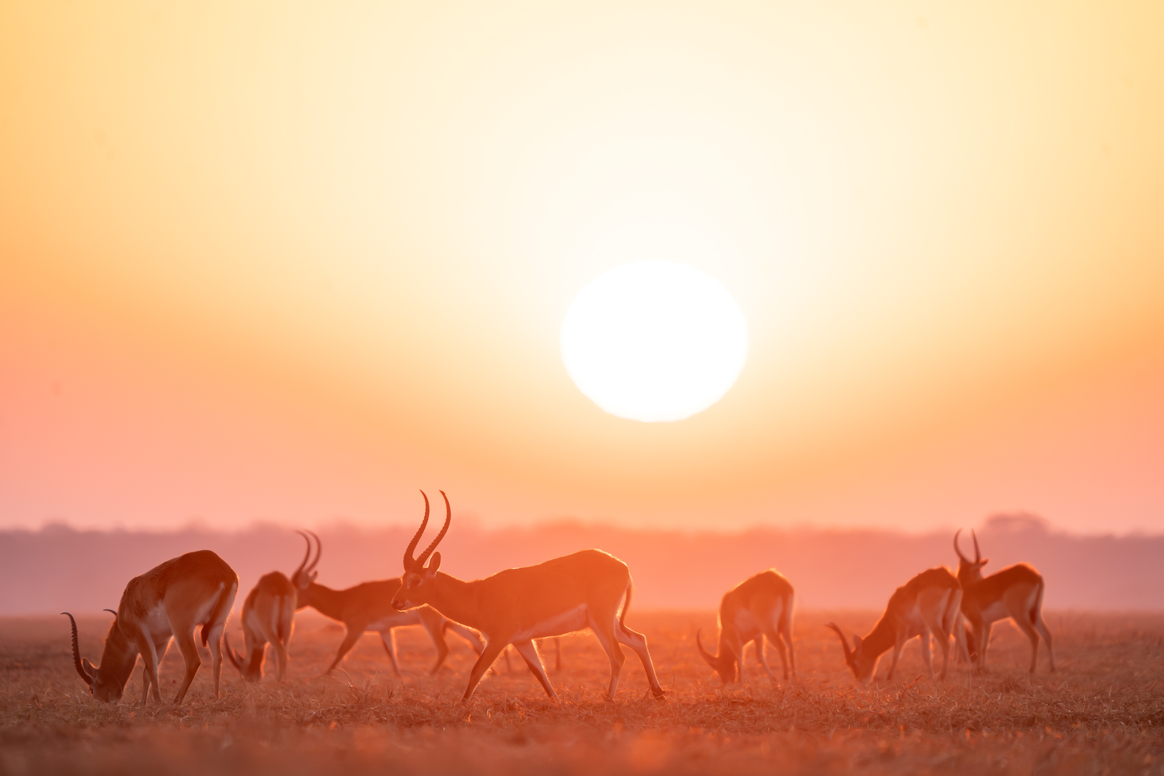 Sunrise with Busanga's Red Lechwe