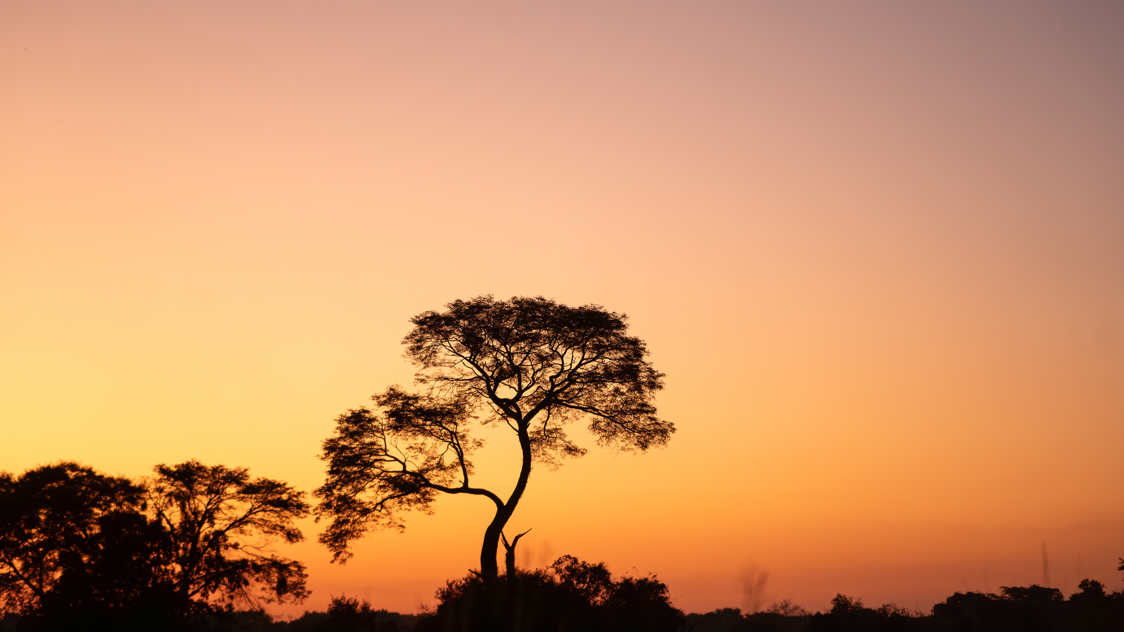 My Favourite Tree (Mushingashi Conservancy)