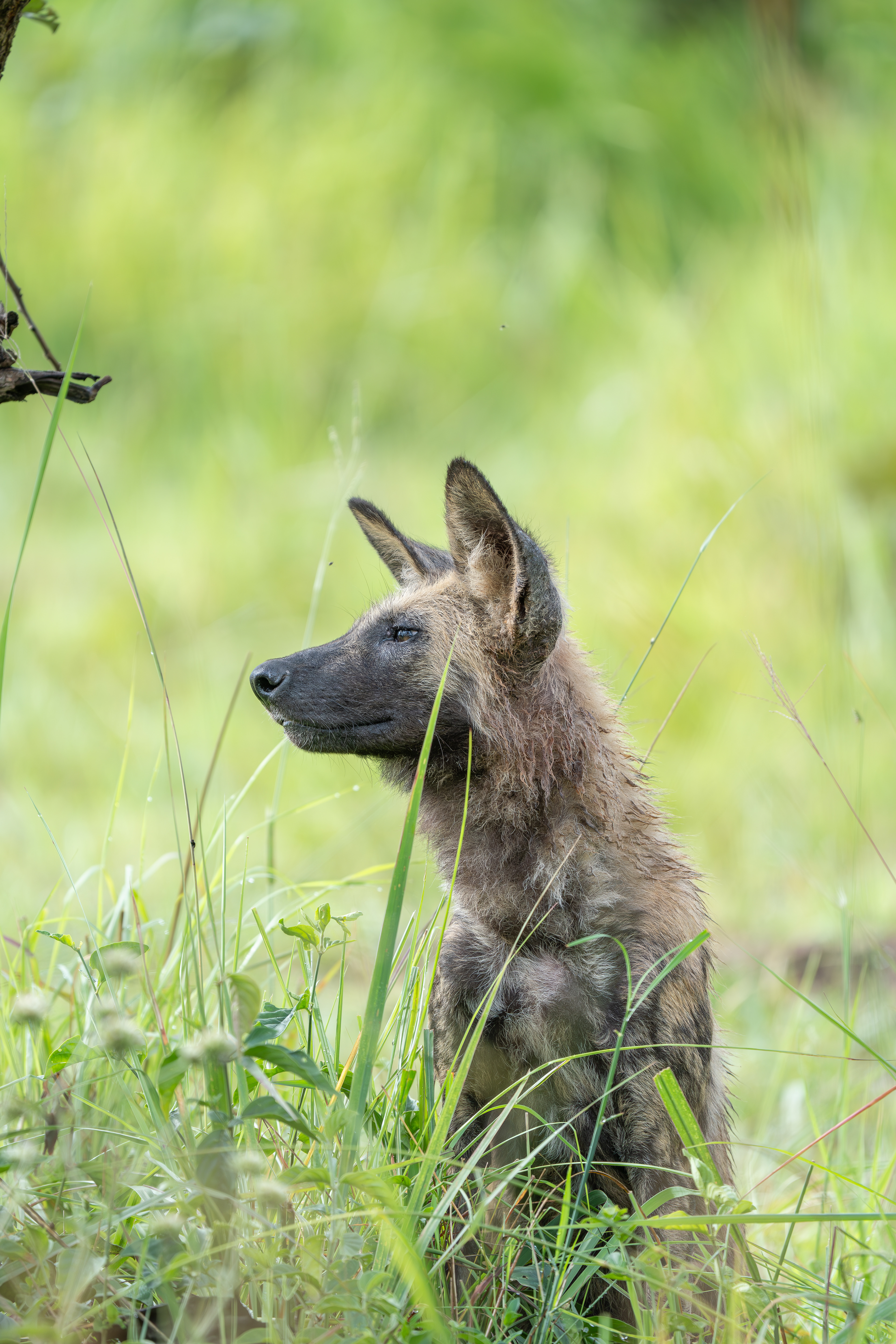 Curious Creatures