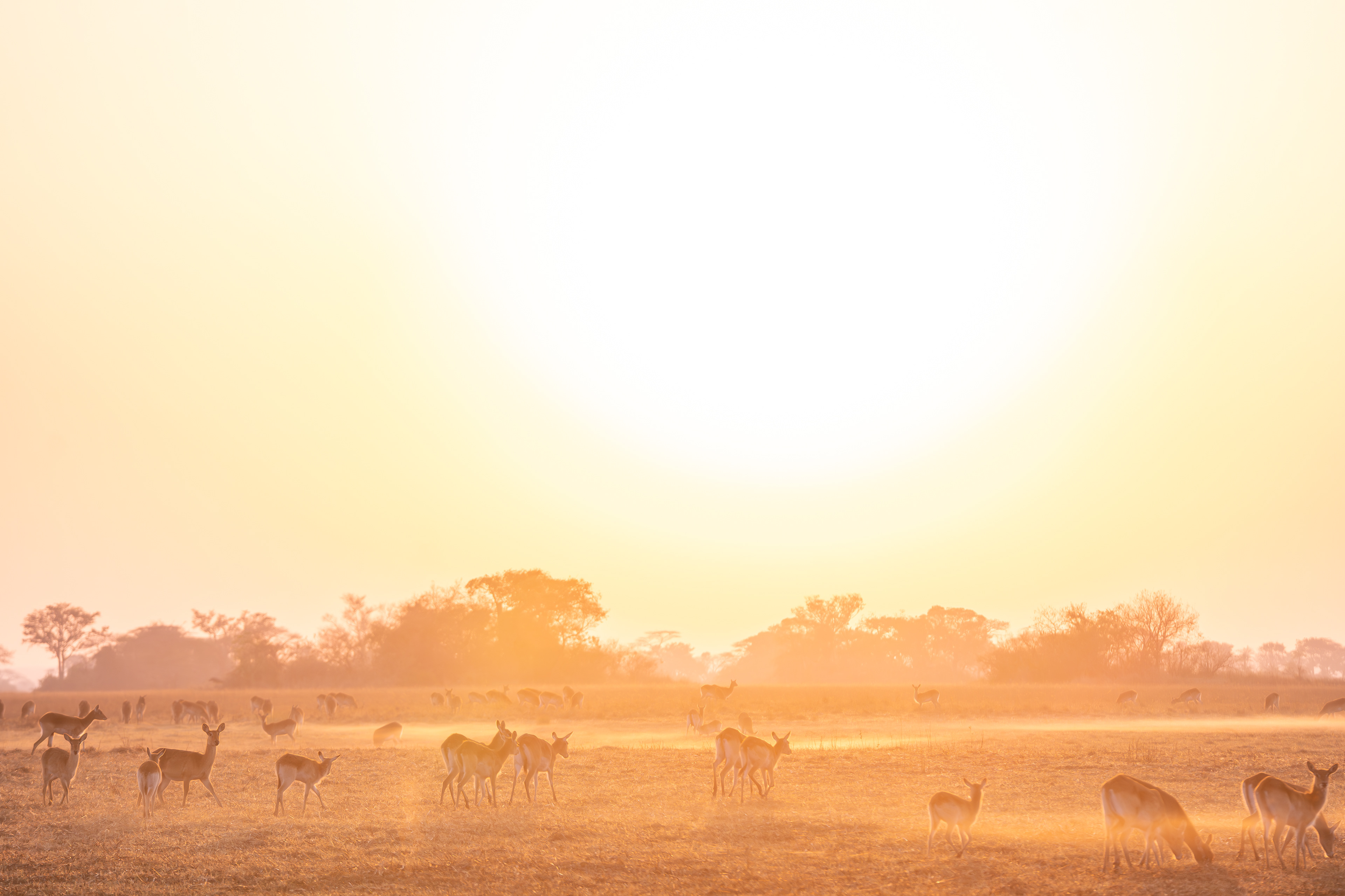 Mornings on the Plains