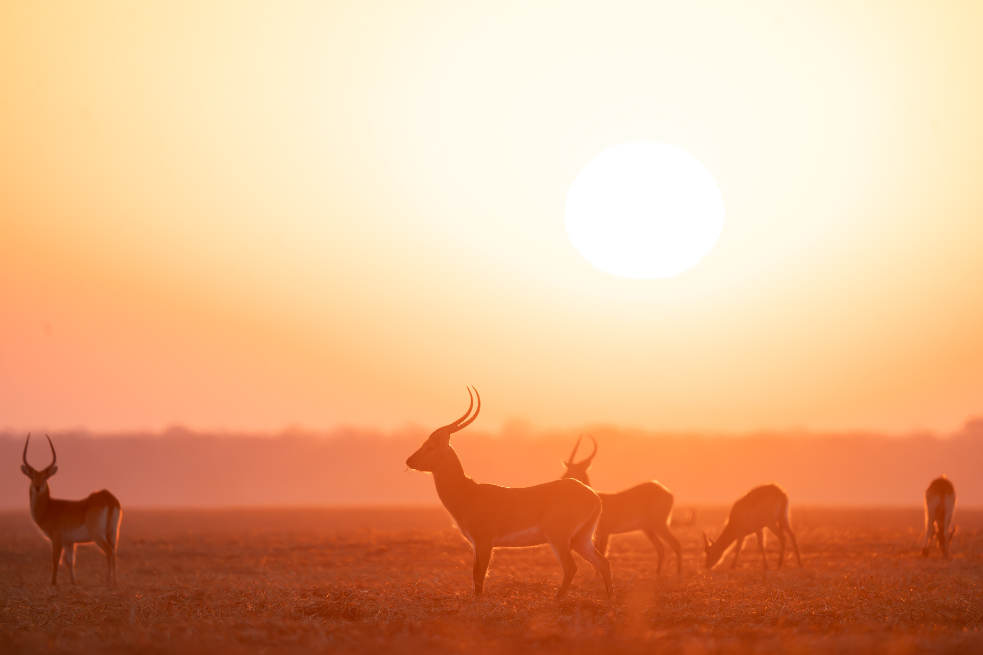 Sunrise with Busanga's Red Lechwe