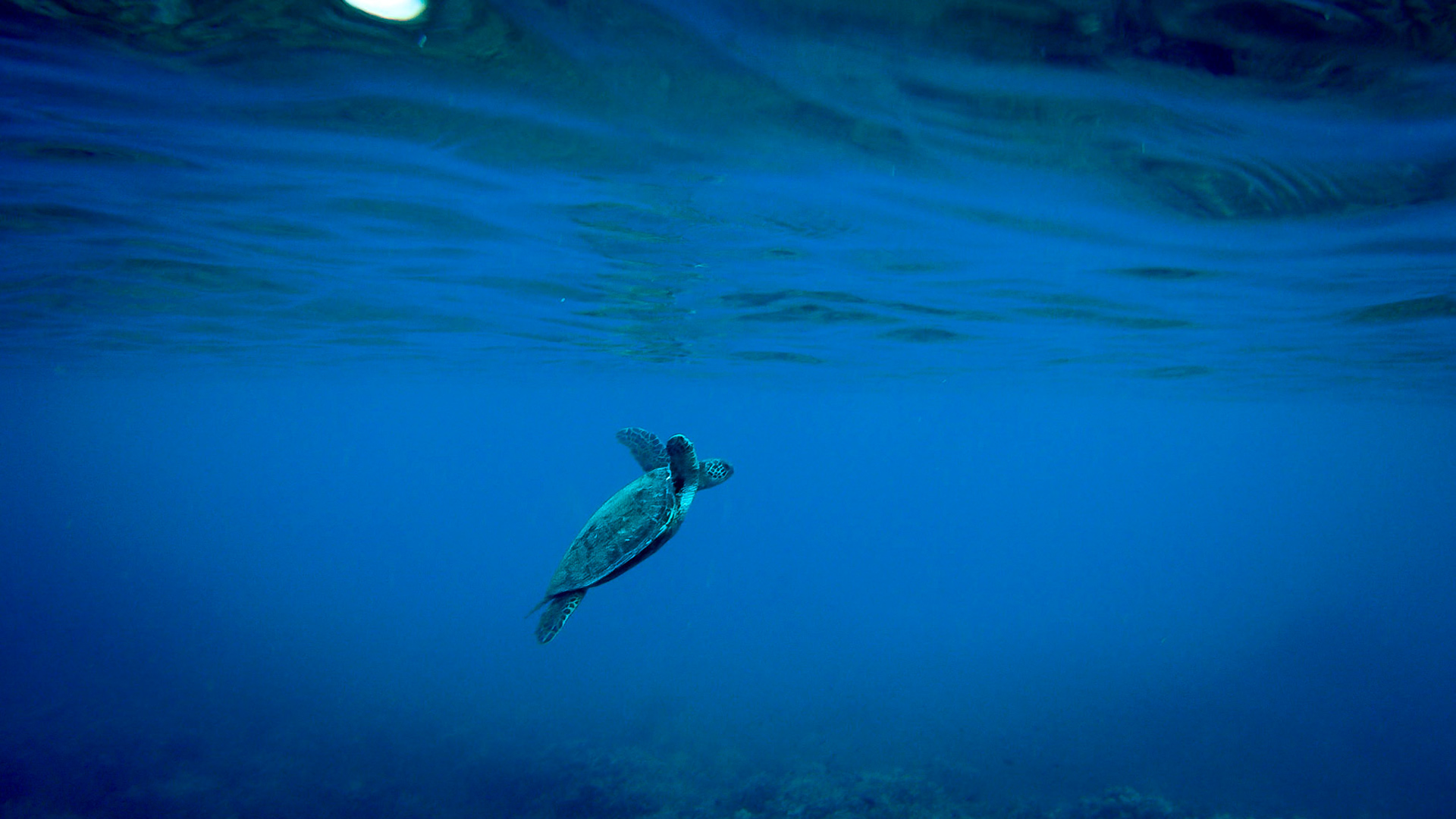 Turtle