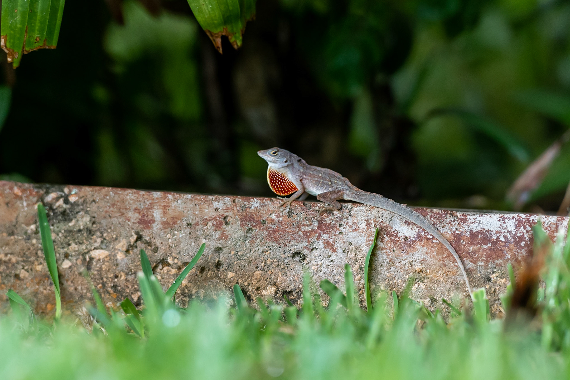 Red-Throated Anole