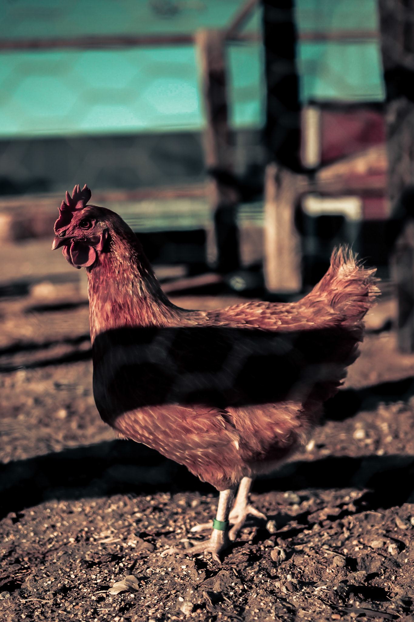 Chicken