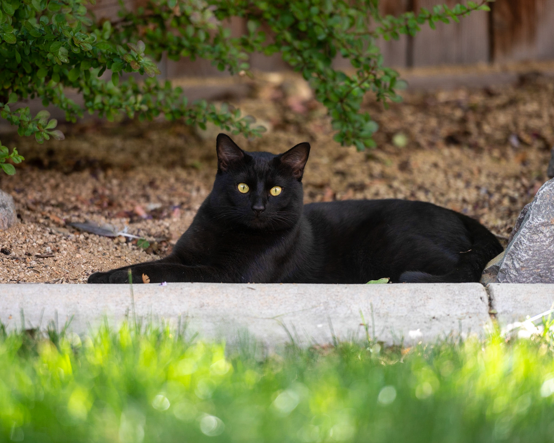 Eddie von Panther