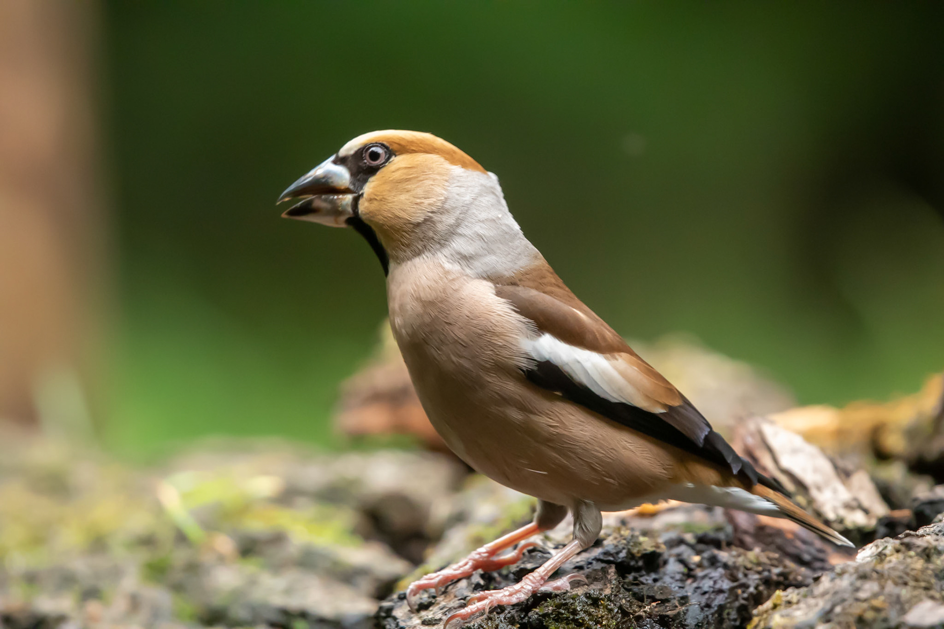 Appelvink