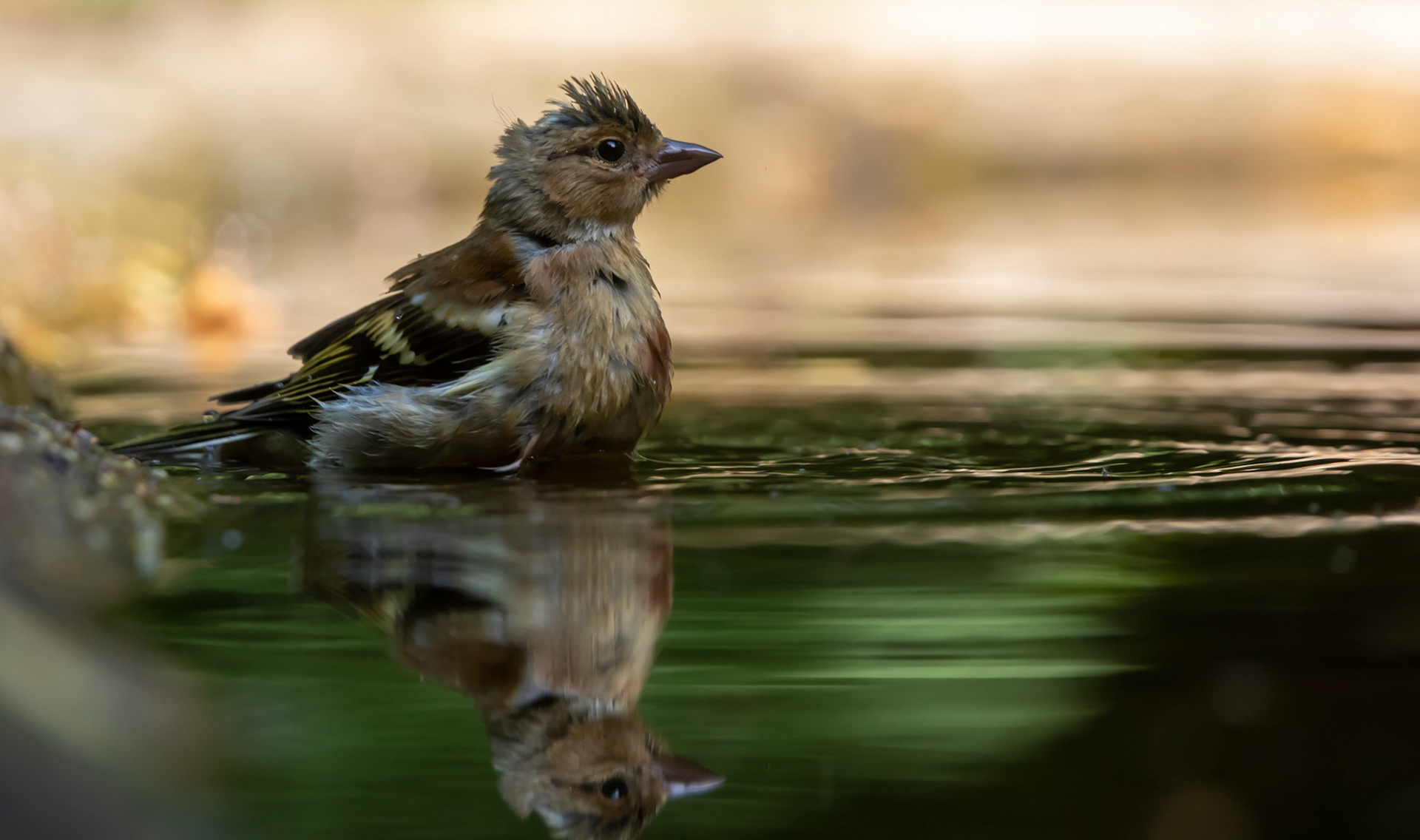 Vink