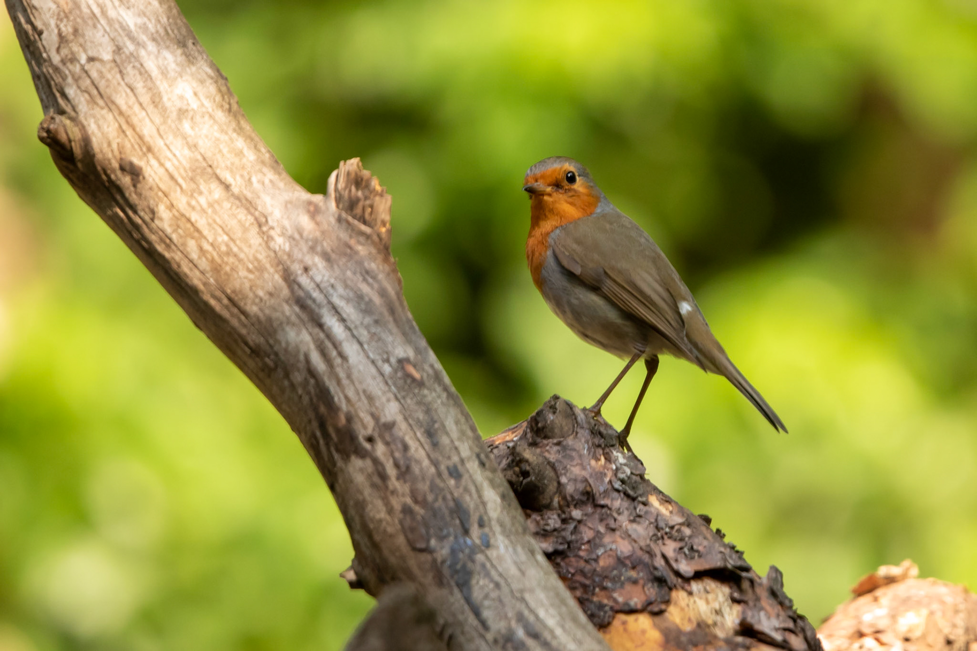 roodborst