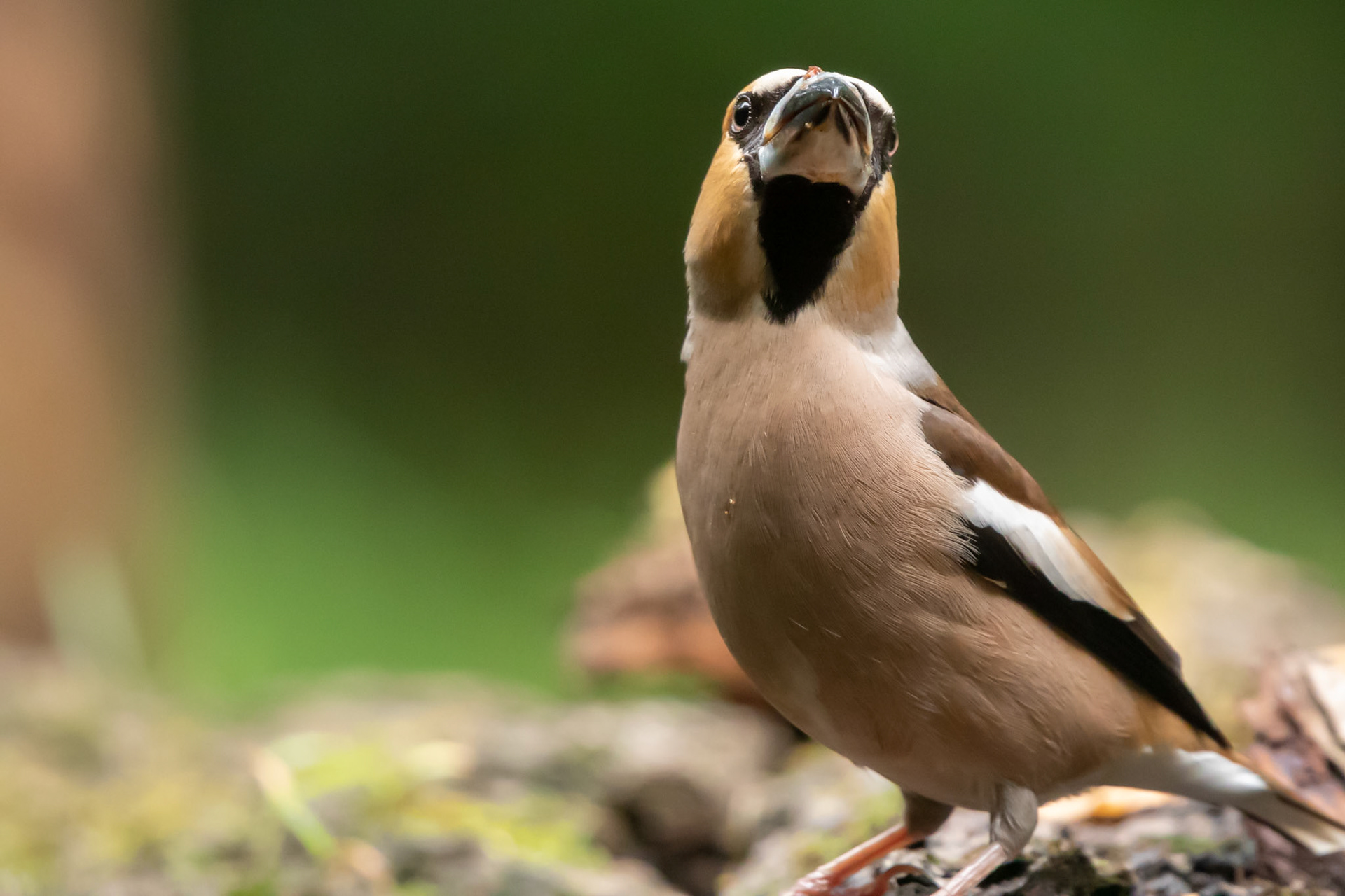 Appelvink