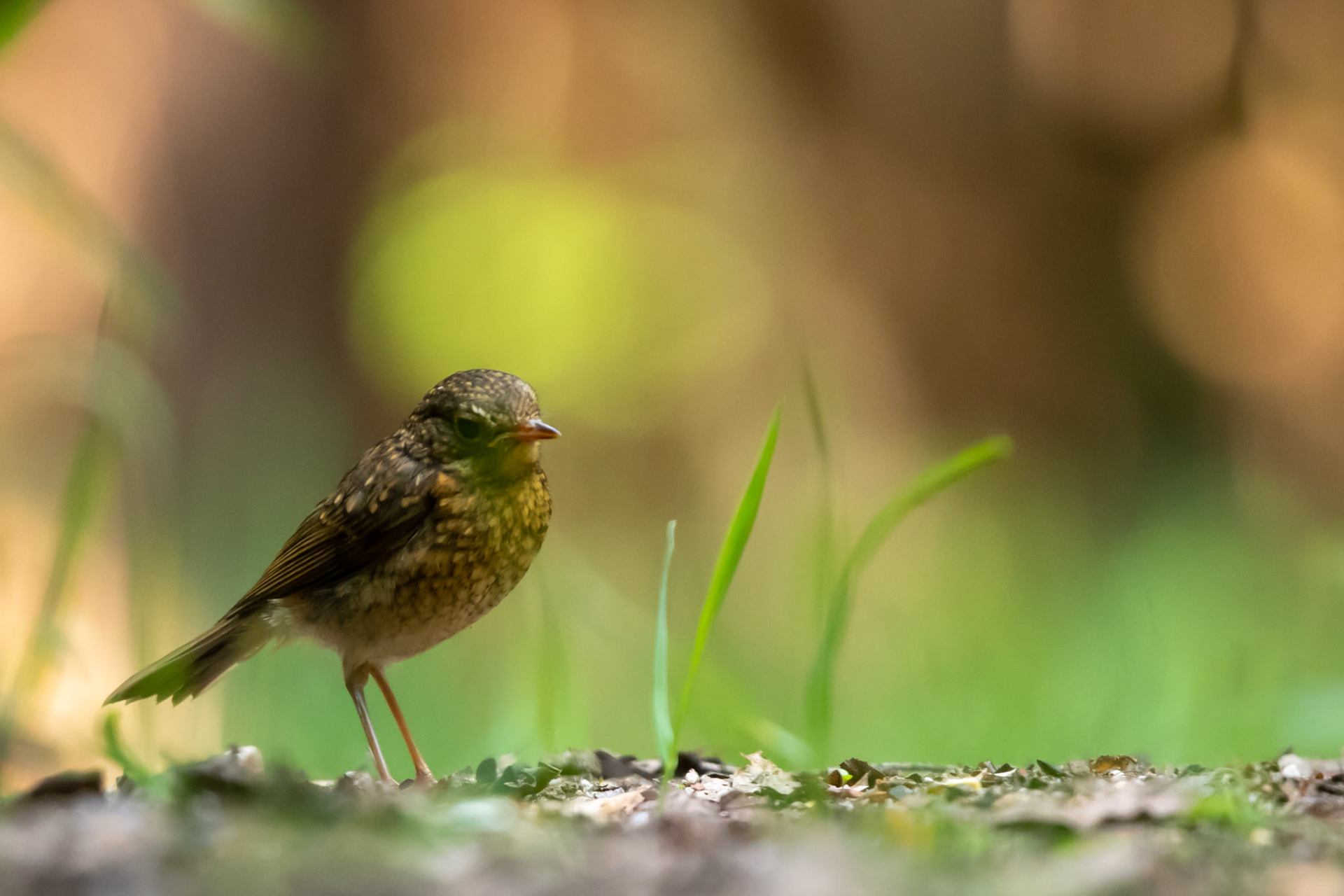 Roodborst (juv.)