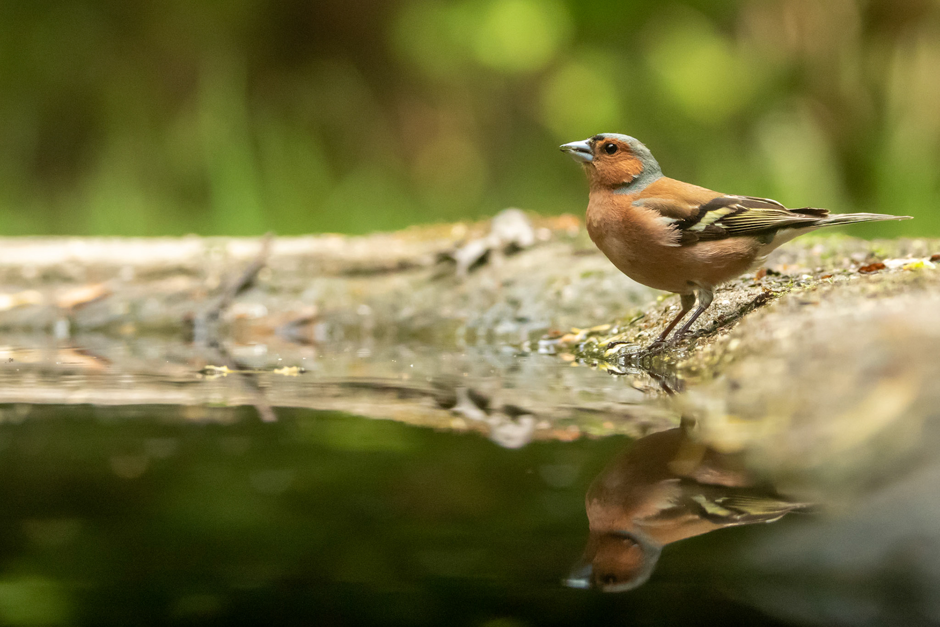 Vink