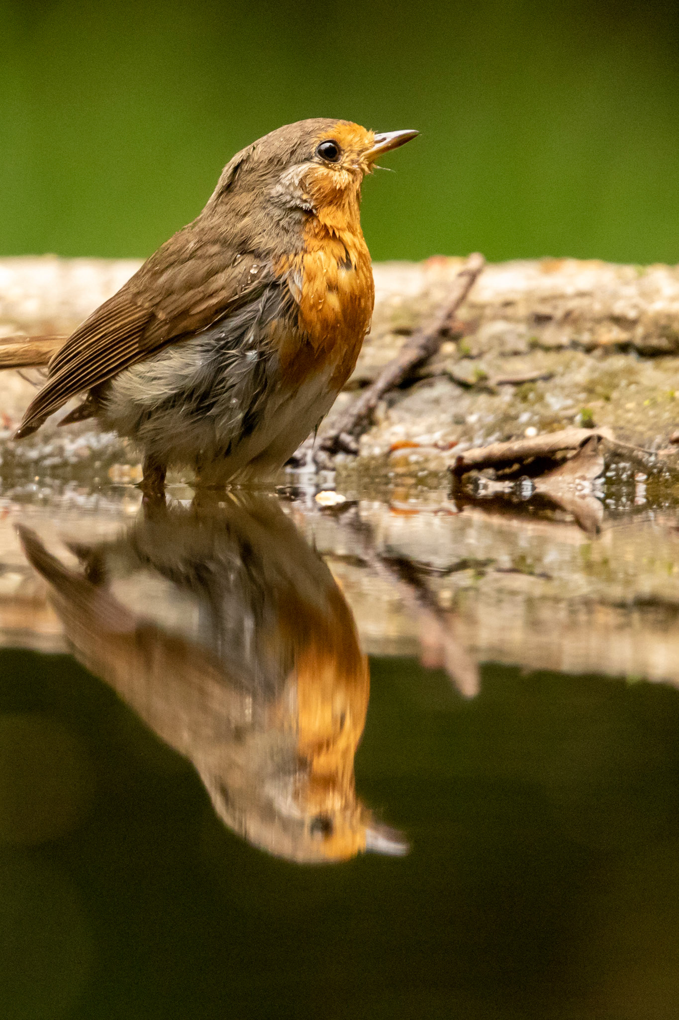 roodborst