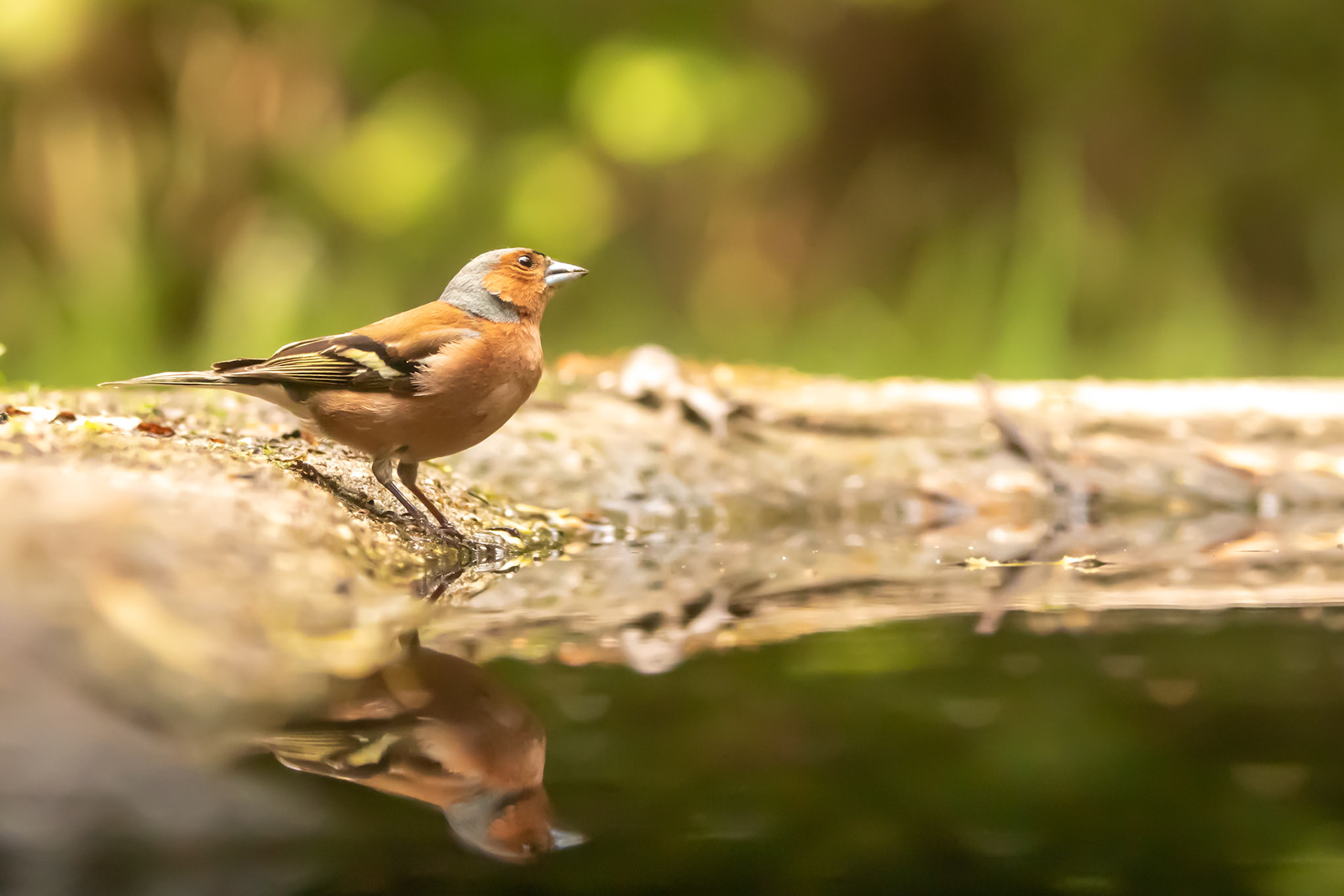 Vink