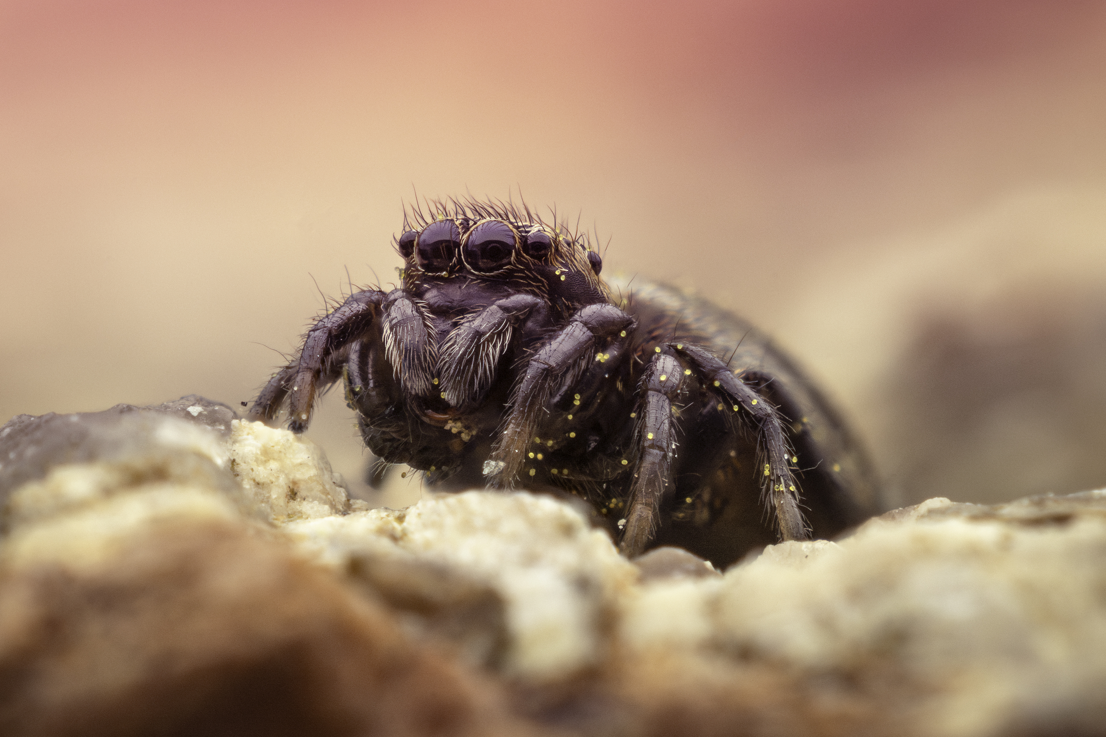 Salticidae bretonne