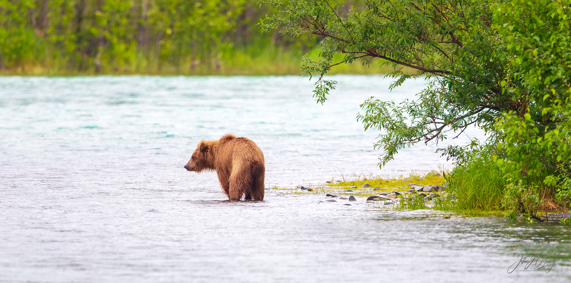 LONE GRIZZLY AT THE KENAI RIVER - ALASKA