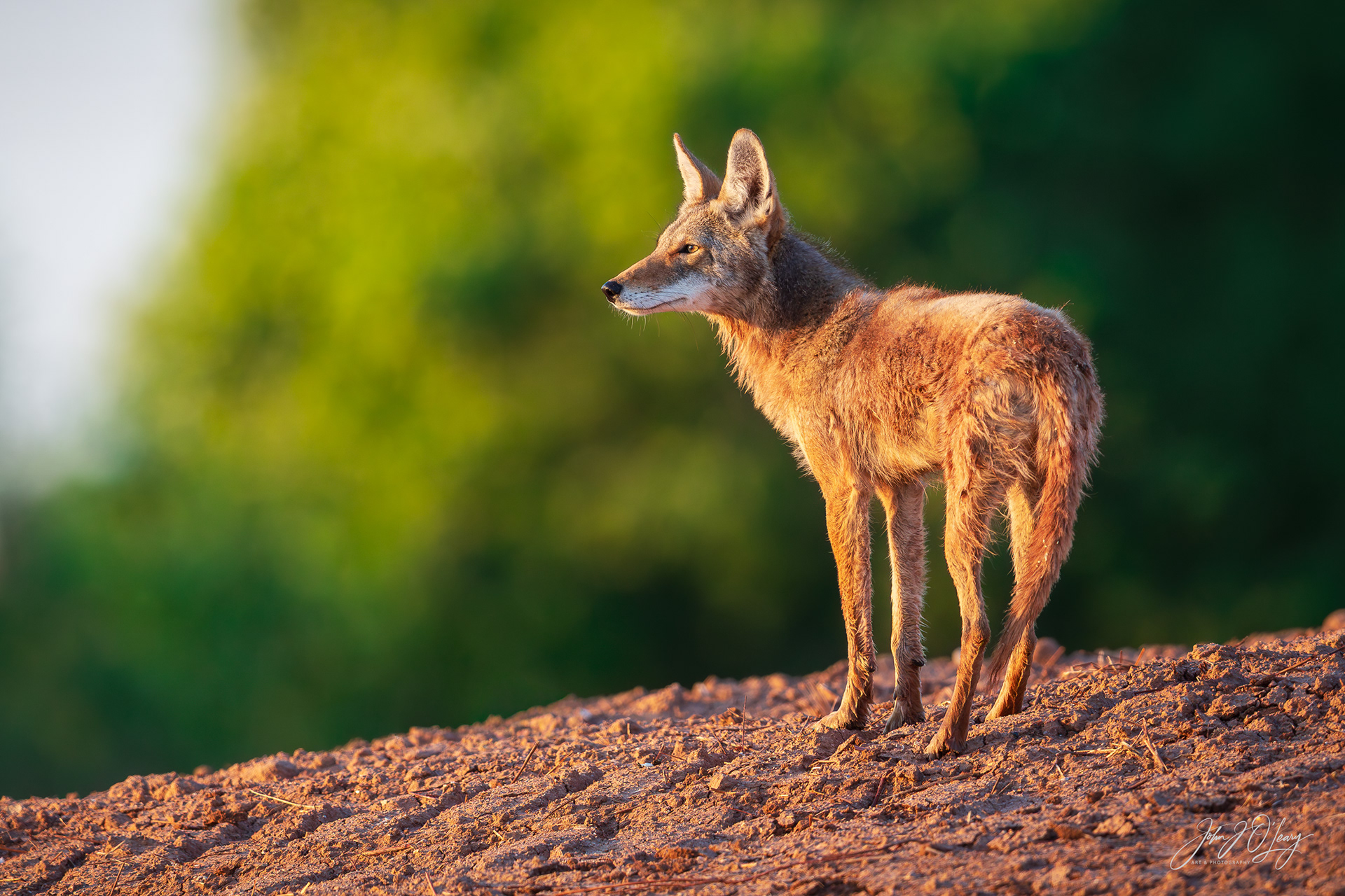 COYOTE AT SUNSET - ARIZONA