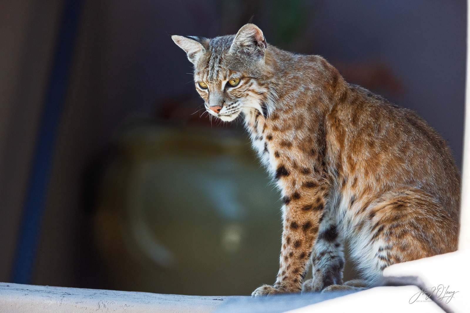 BOBCAT IN NEIGHBORHOOD | ARIZONA
