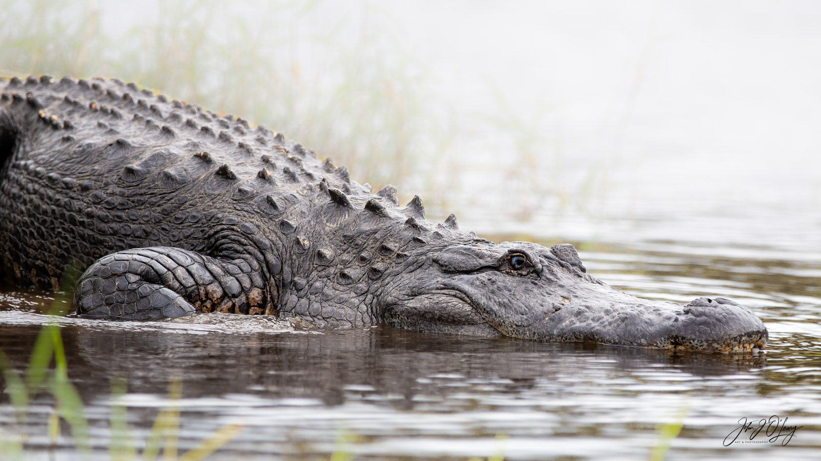 ALLIGATOR IN THE MIST | FLORIDA