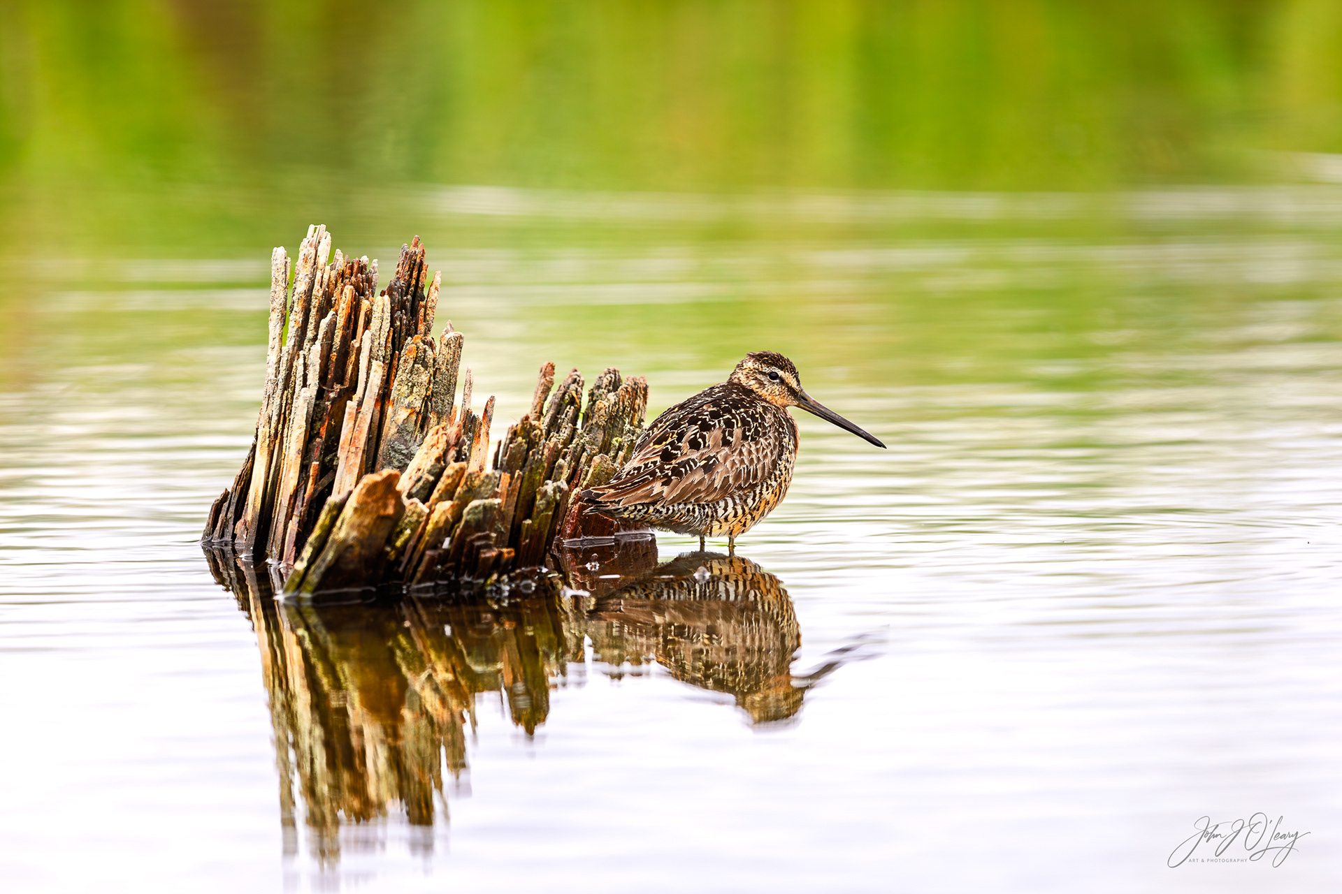 WILSON'S SNIPE - ALASKA