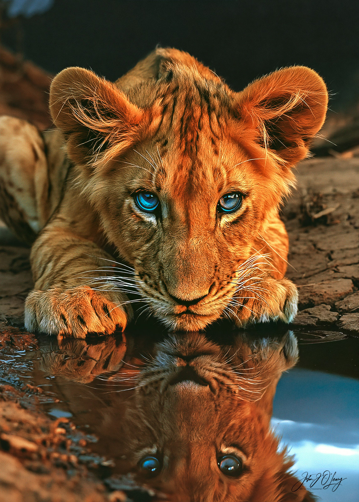 LION CUB WITH REFLECTION