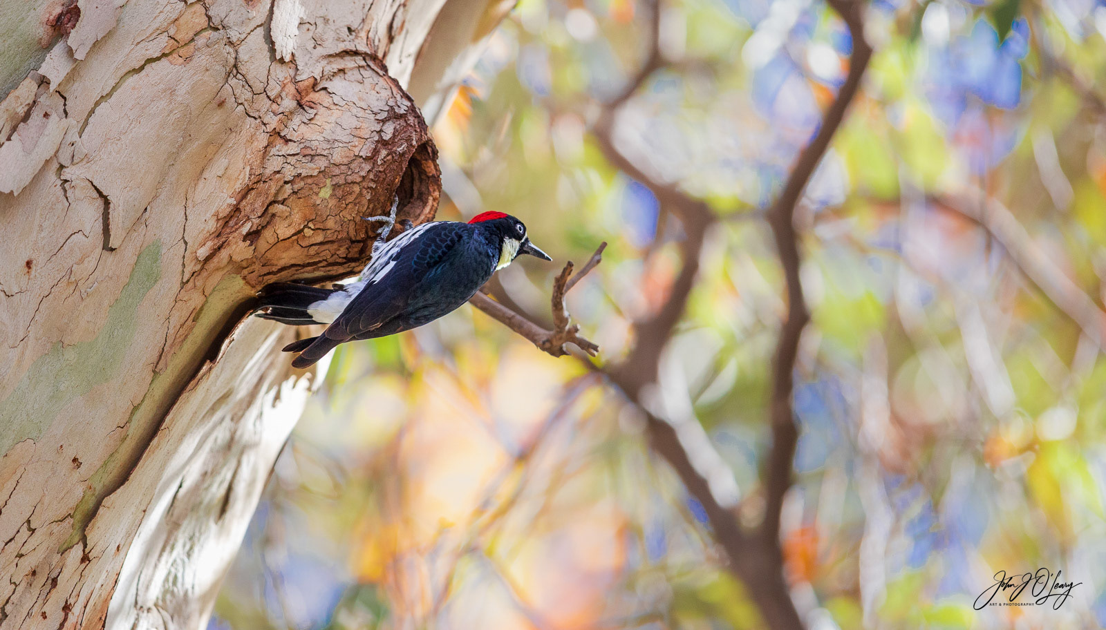 ACORN WOODPECKER AT NEST | ARIZONA