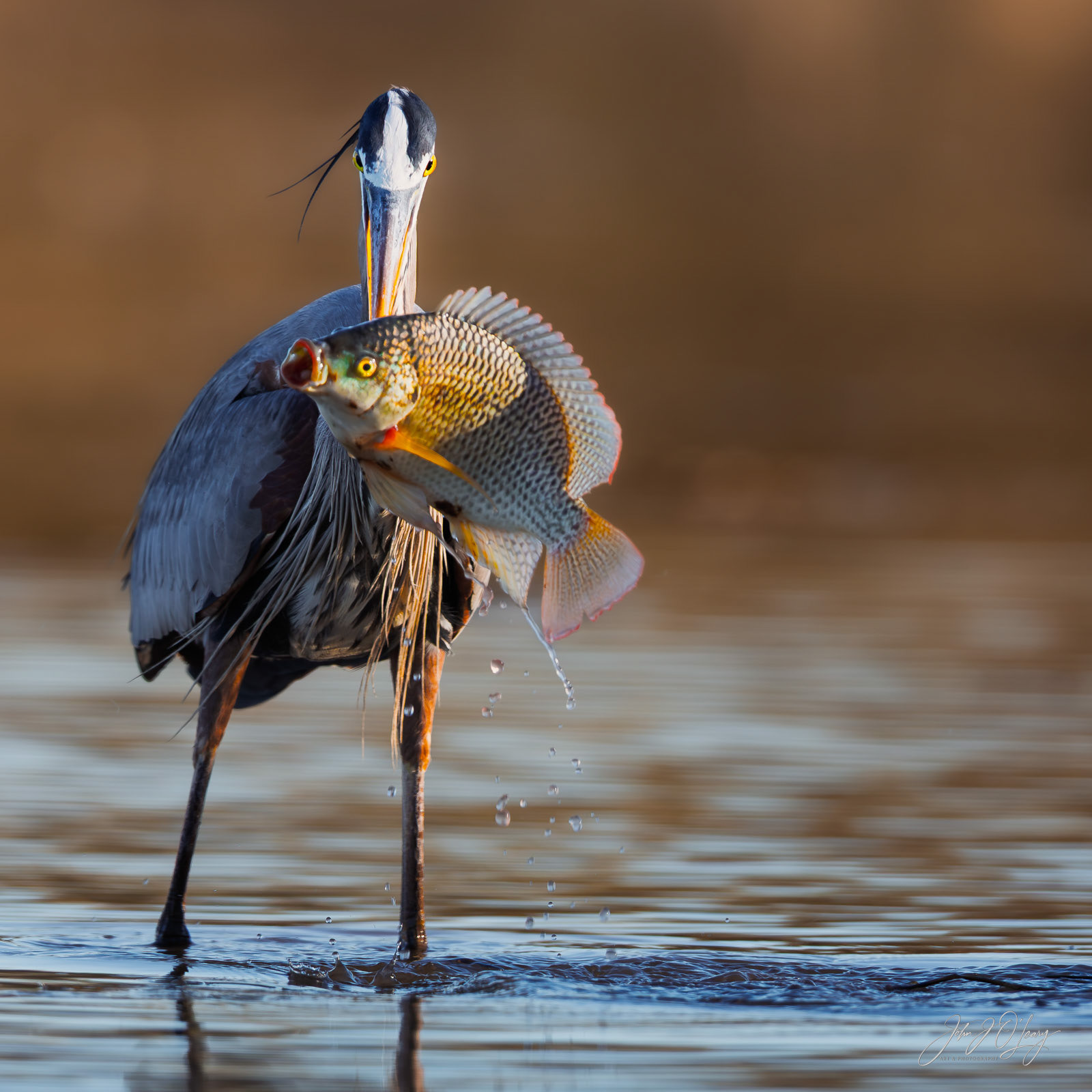 HERON AND TILAPIA | ARIZONA