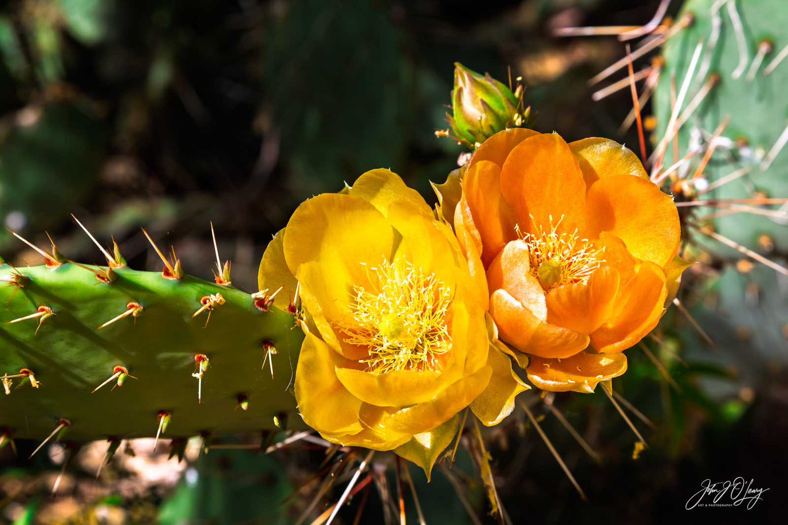 CACTUS FLOWER PAIR - YELLOW AND ORANGE | ARIZONA