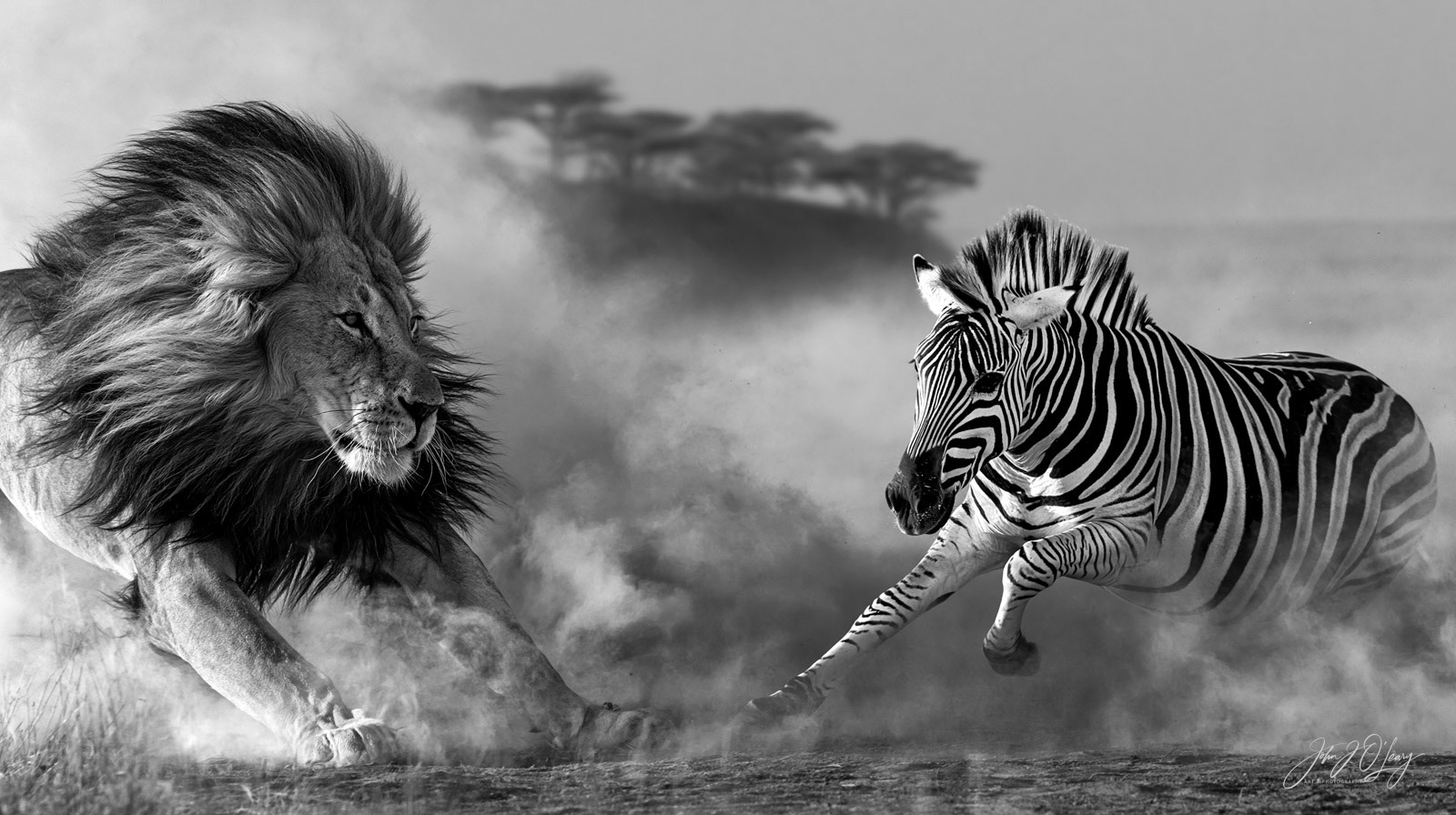 ZEBRA HUNT