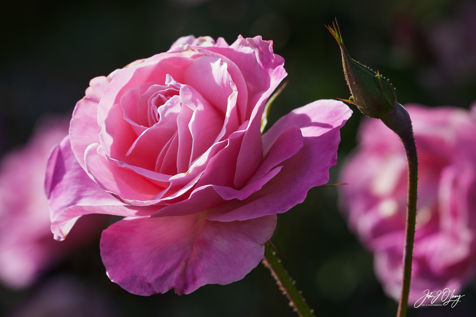 PINK ROSES - ARIZONA