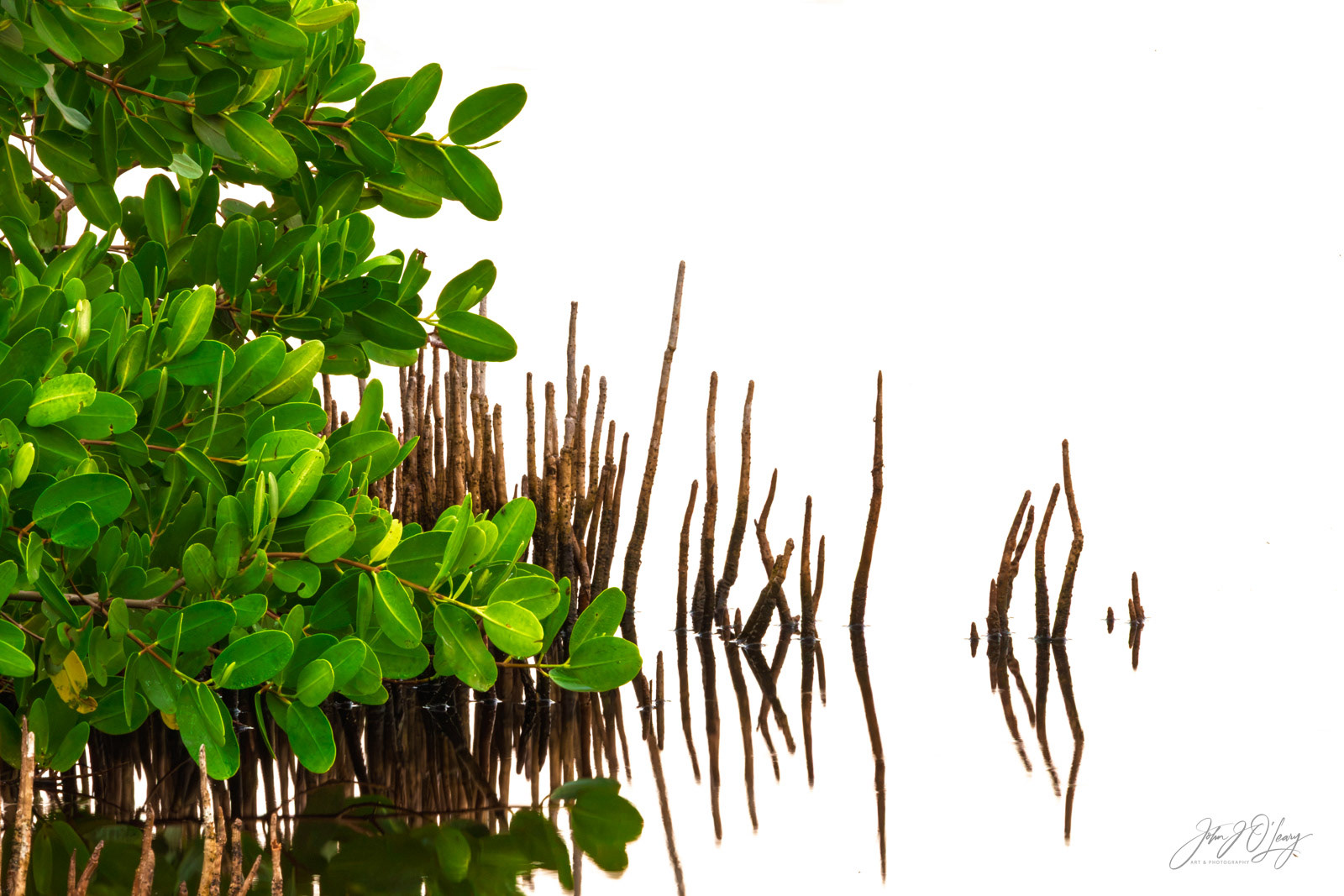 MANGROVE TREE - DETAIL | FLORIDA