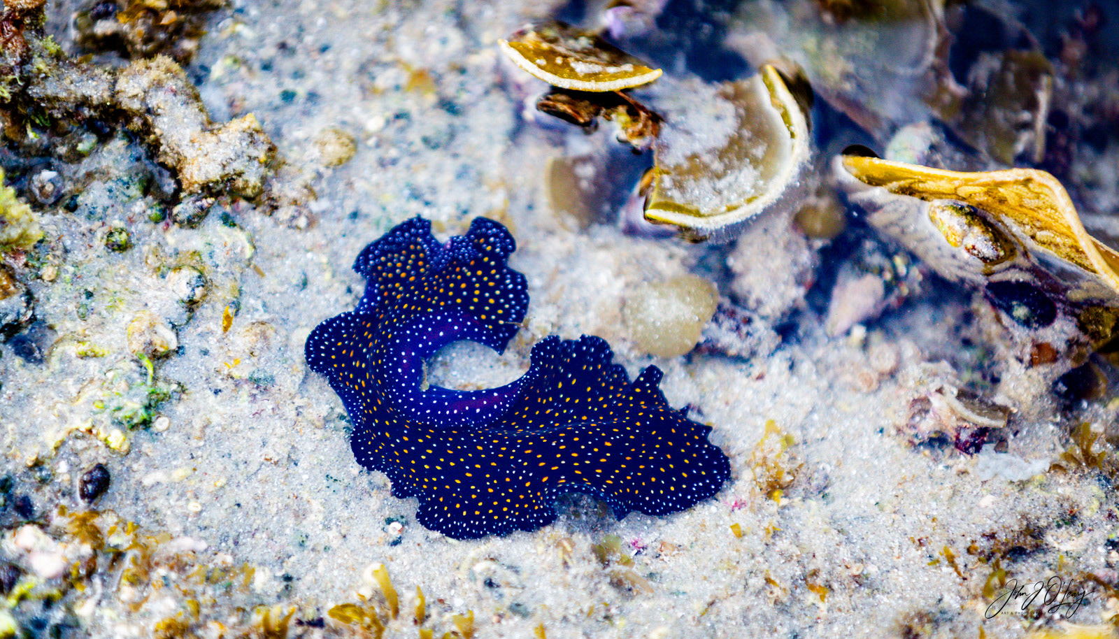NUDIBRANCH IN TIDAL POOL | MEXICO