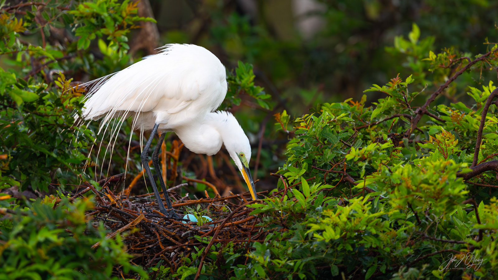 GREAT EGRET WITH EGGS | FLORIDA