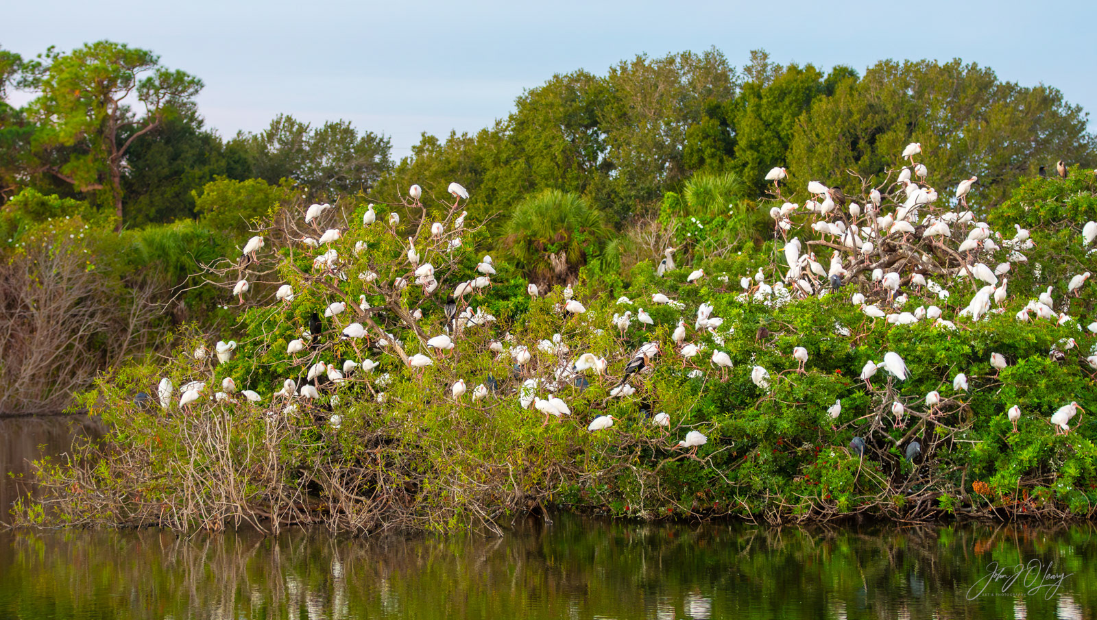 ROOKERY OF EGRETS | FLORIDA
