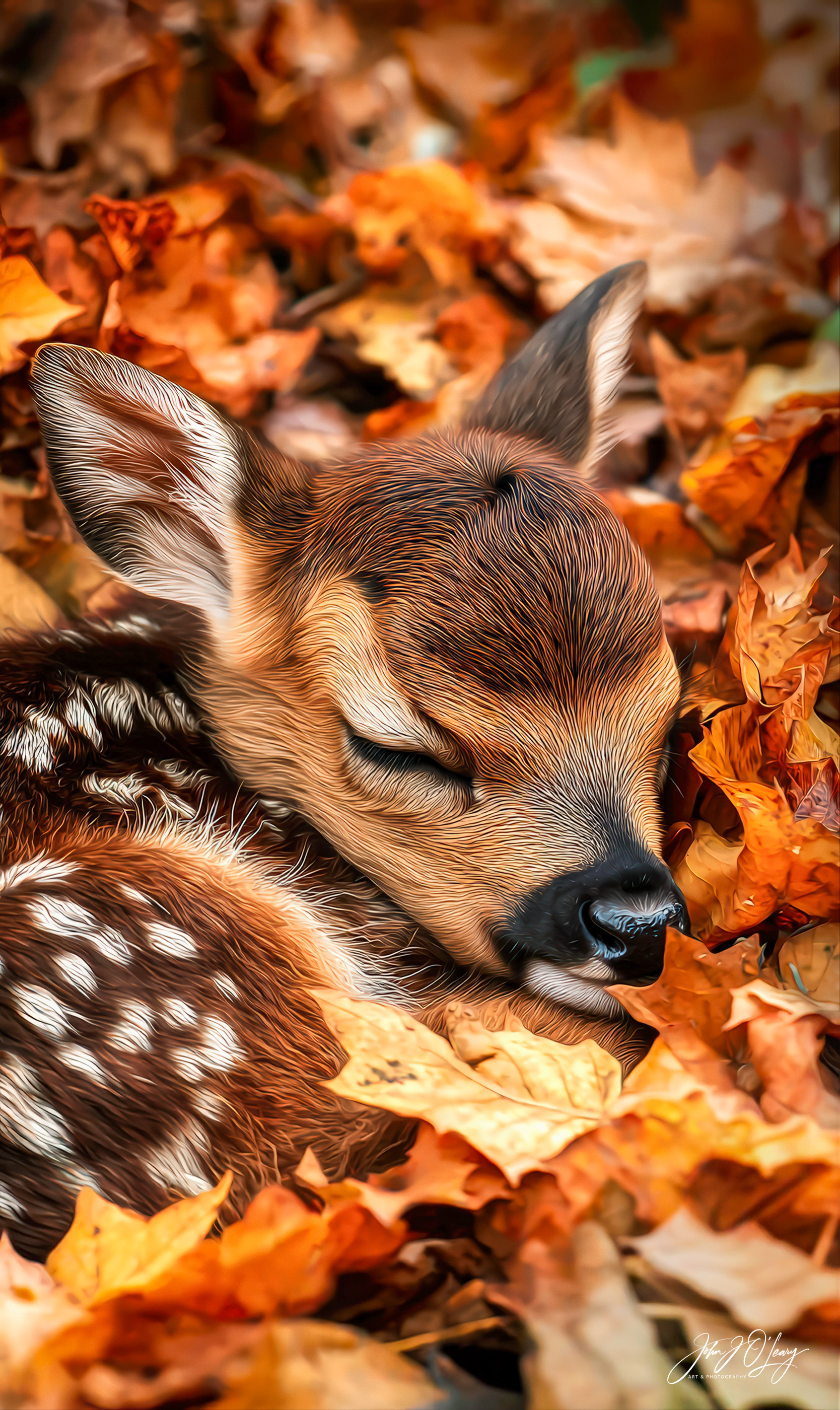 FAWN SLEEPING IN AUTUMN LEAVES