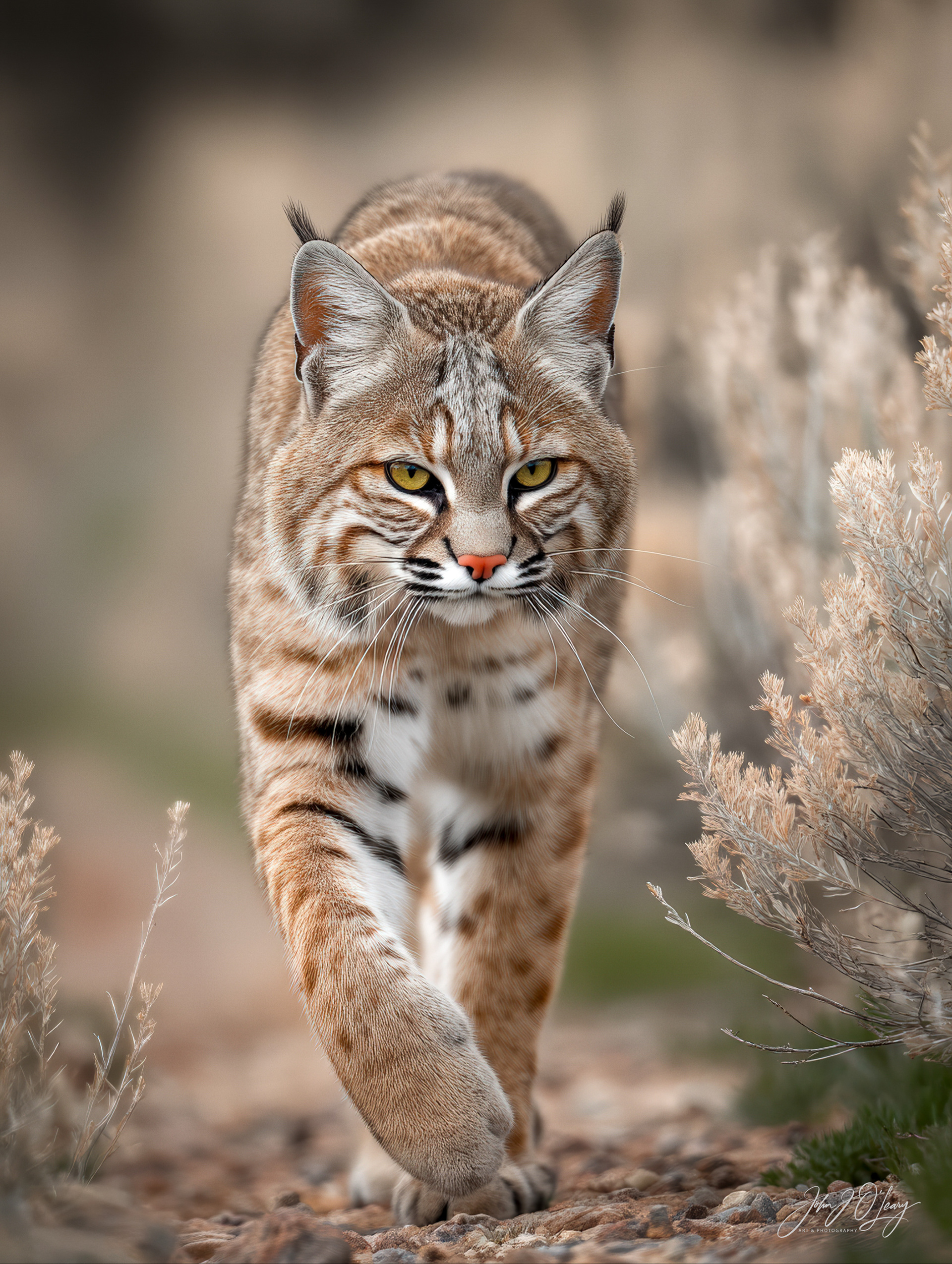MATURE BOBCAT IN DESERT