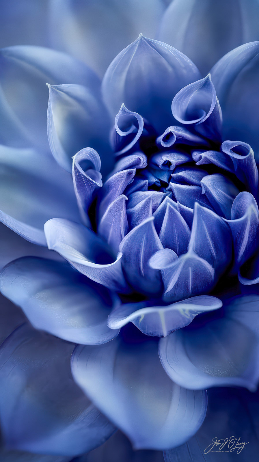 BLUE FLOWER - MACRO