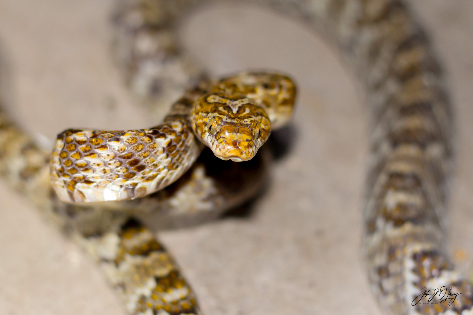 SONORAN GOPHER SNAKE | MEXICO