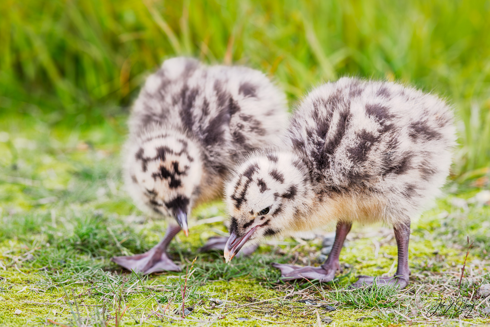 SEAGULL CHICKS - ALASKA