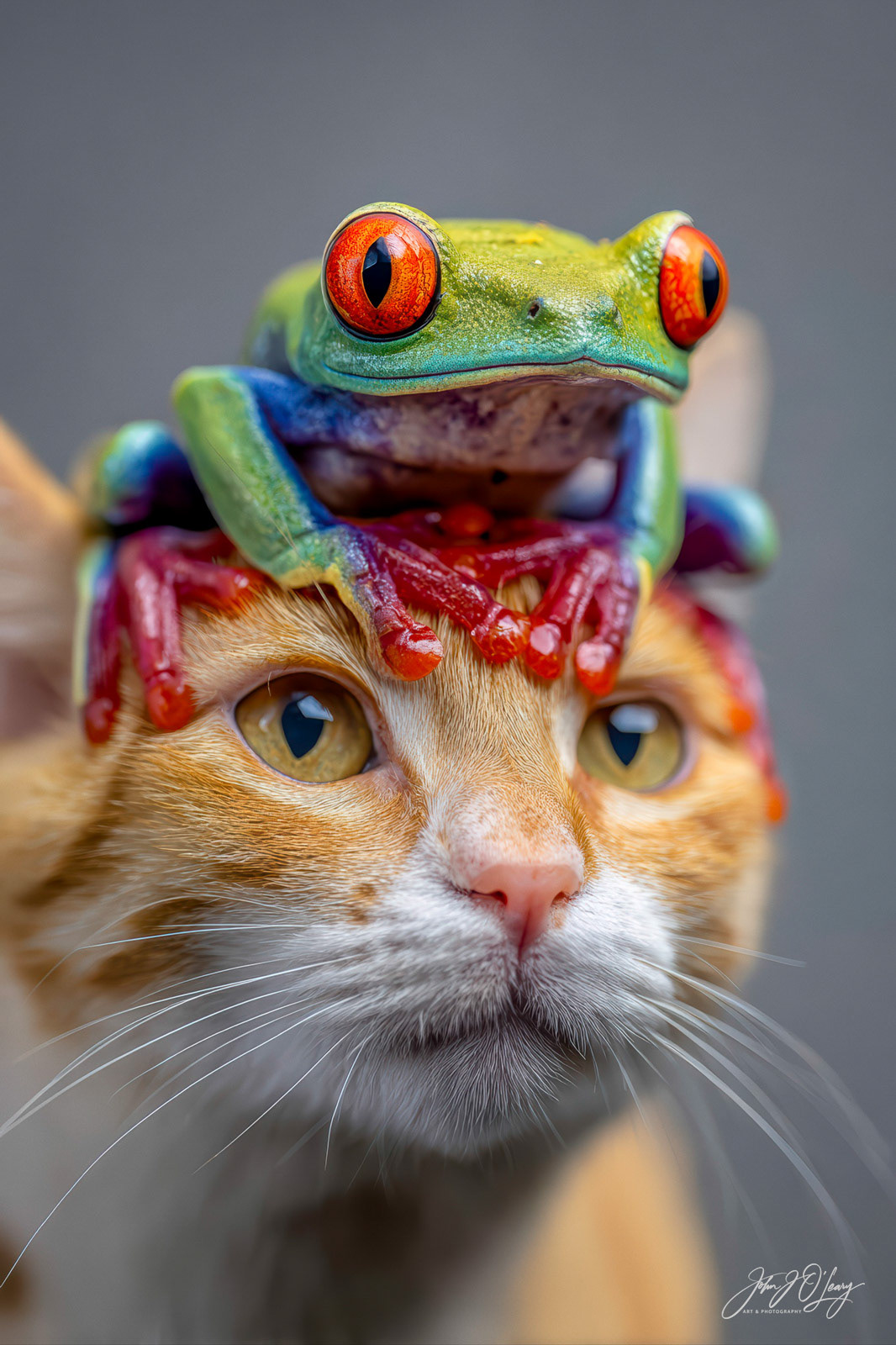 TREE FROG WITH CAT