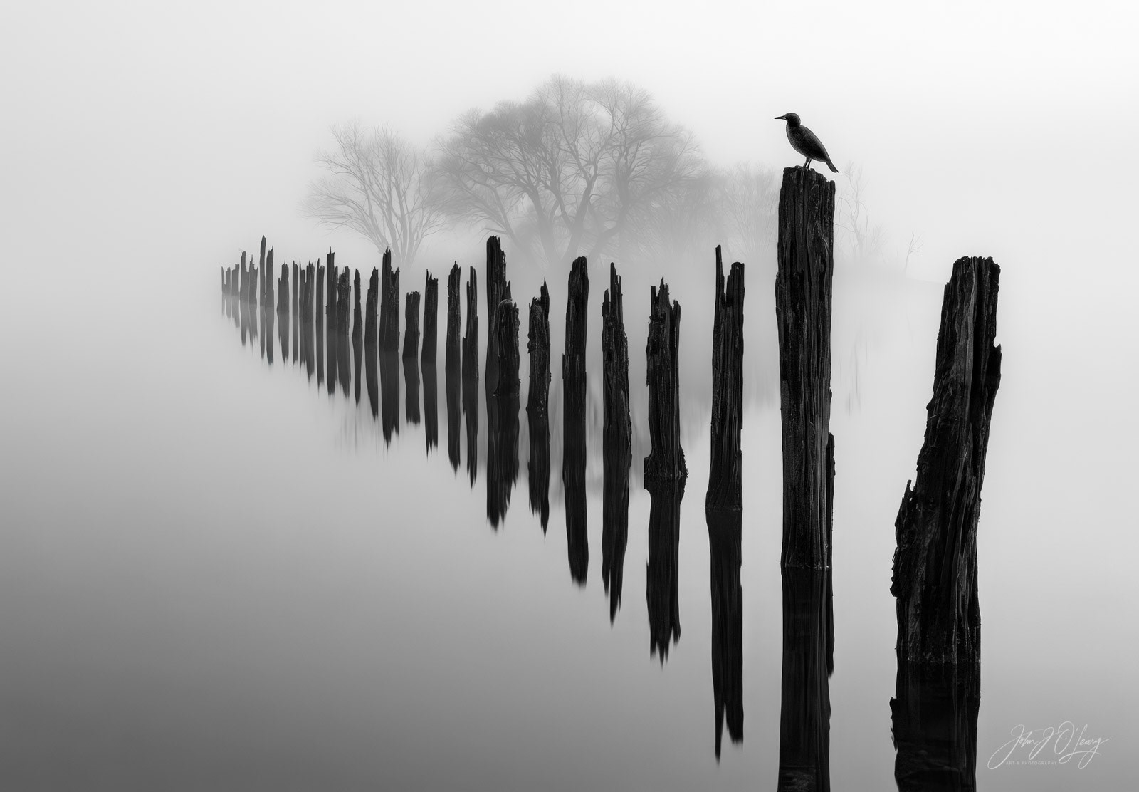 FLOODED FENCE ROW